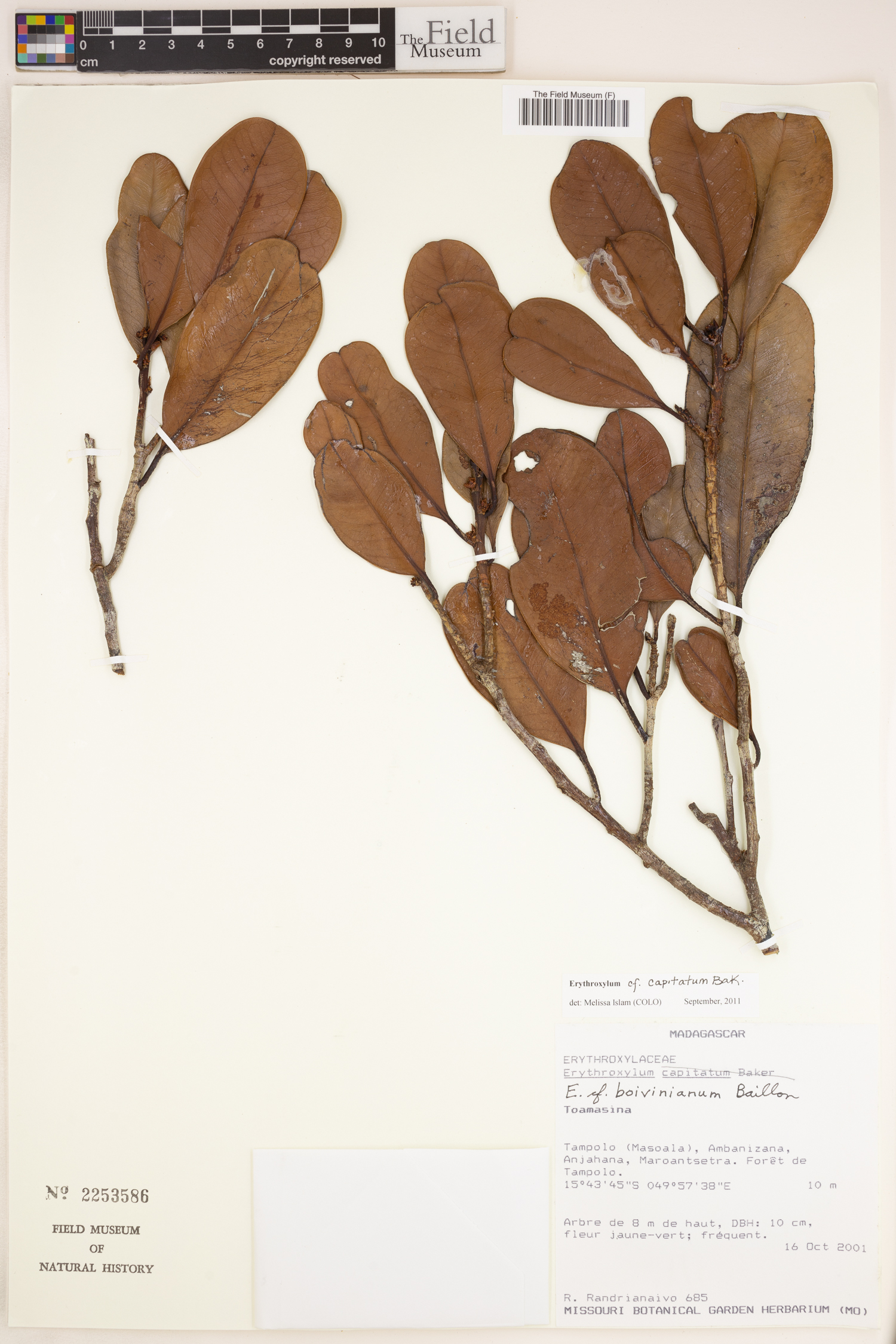 Erythroxylum capitatum image