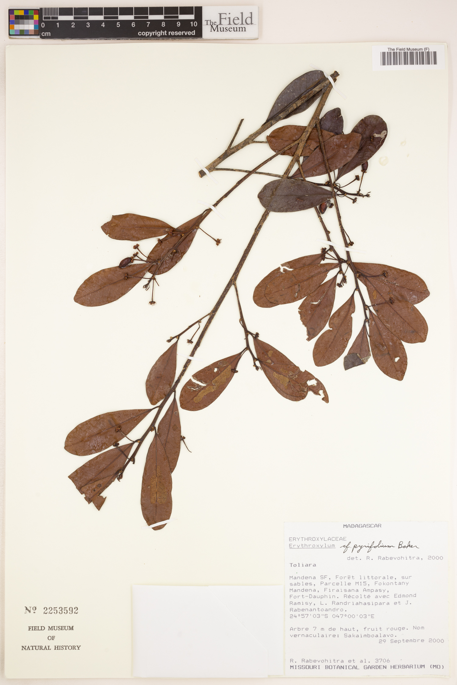 Erythroxylum pyrifolium image