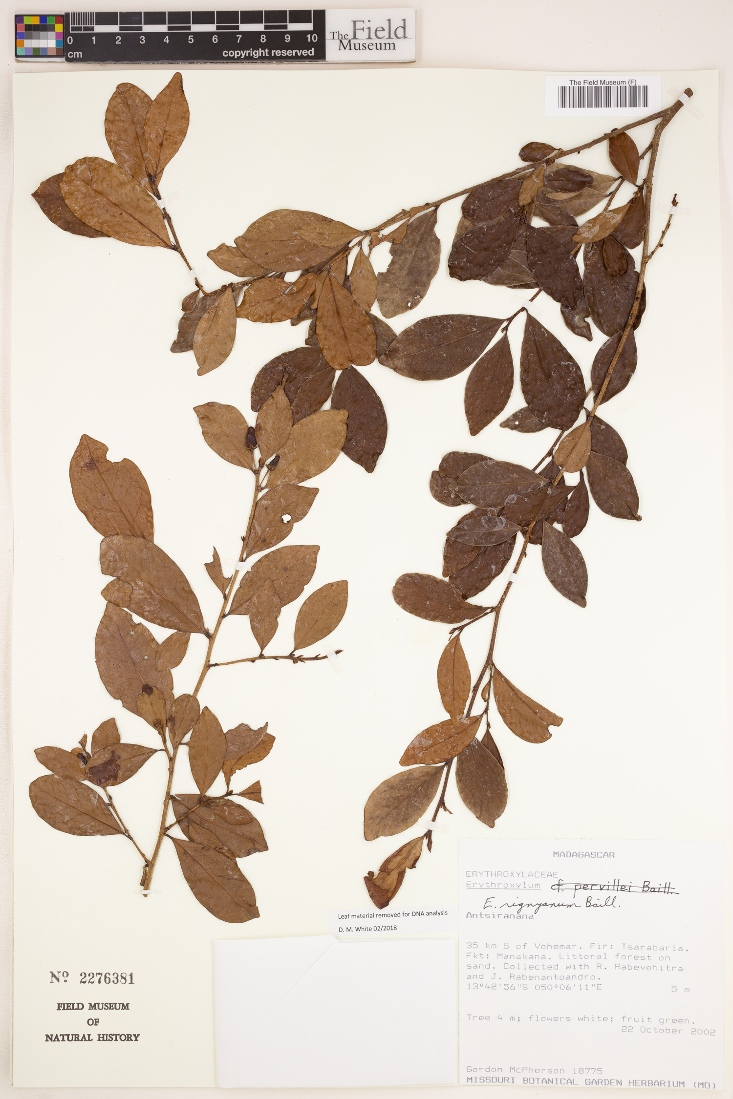 Erythroxylum rignyanum image
