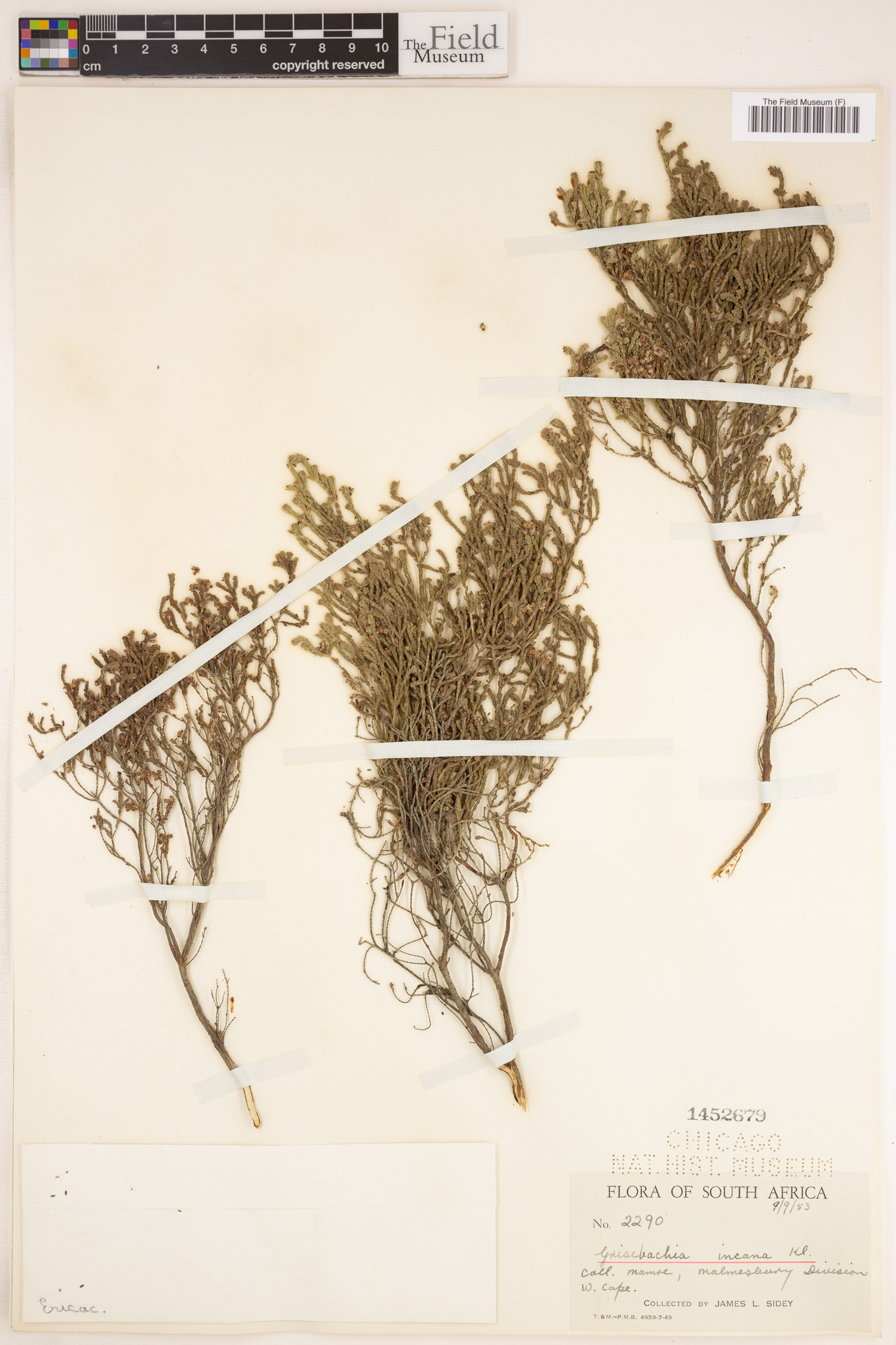 Erica pubescens image