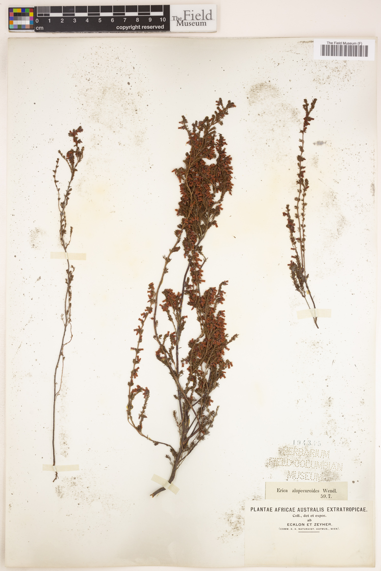 Ericaceae image