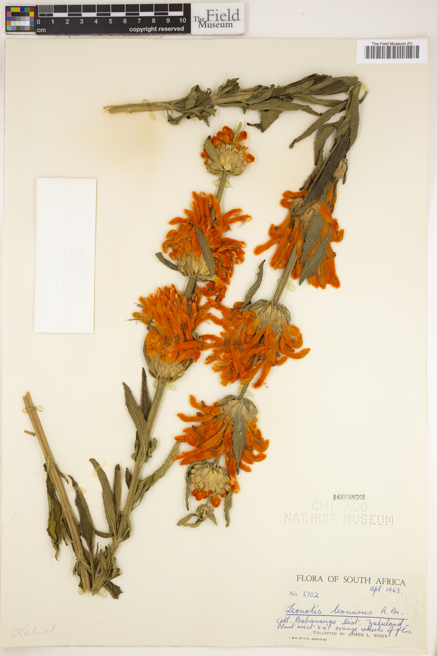 Leonotis leonurus image