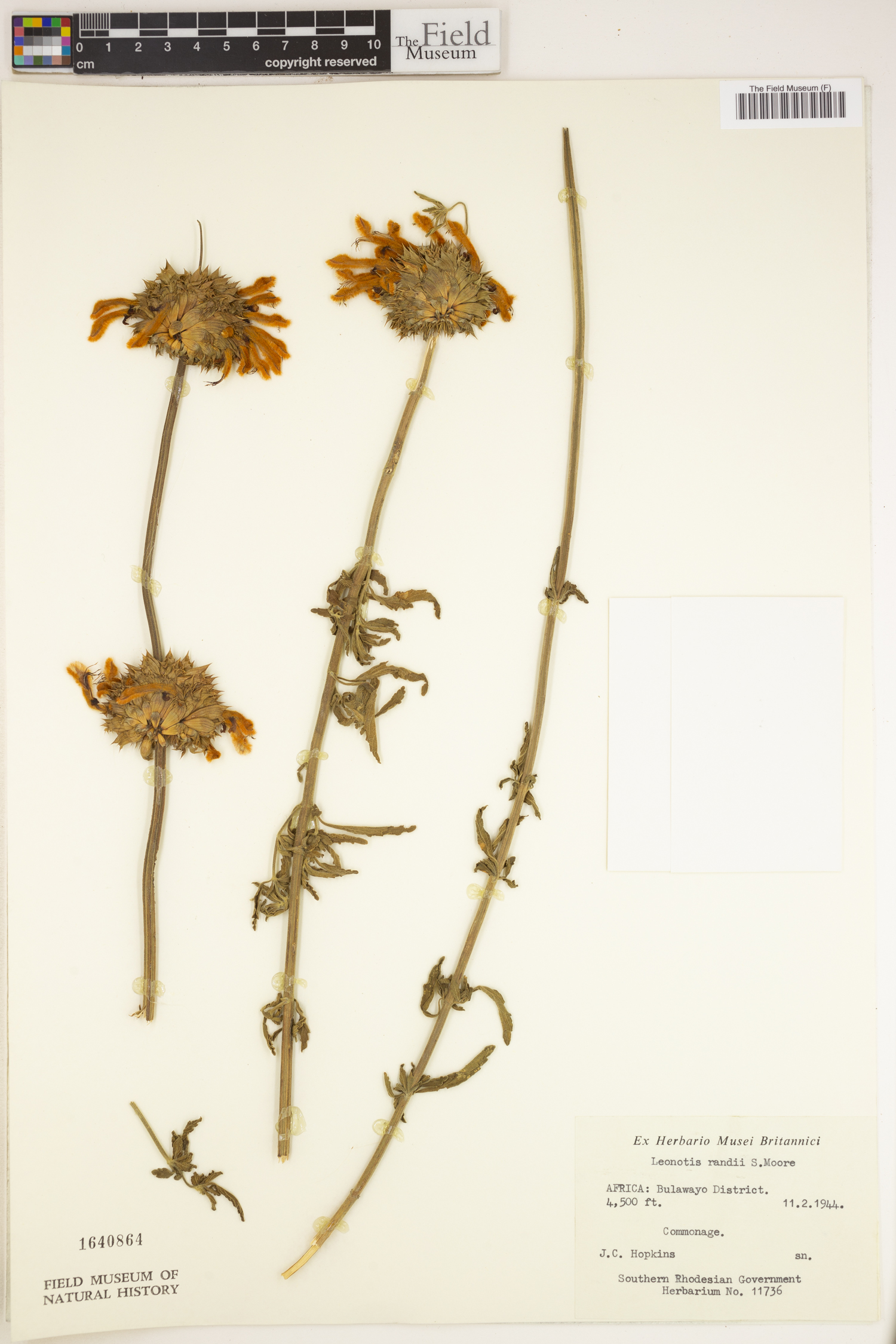 Leonotis ocymifolia var. schinzii image