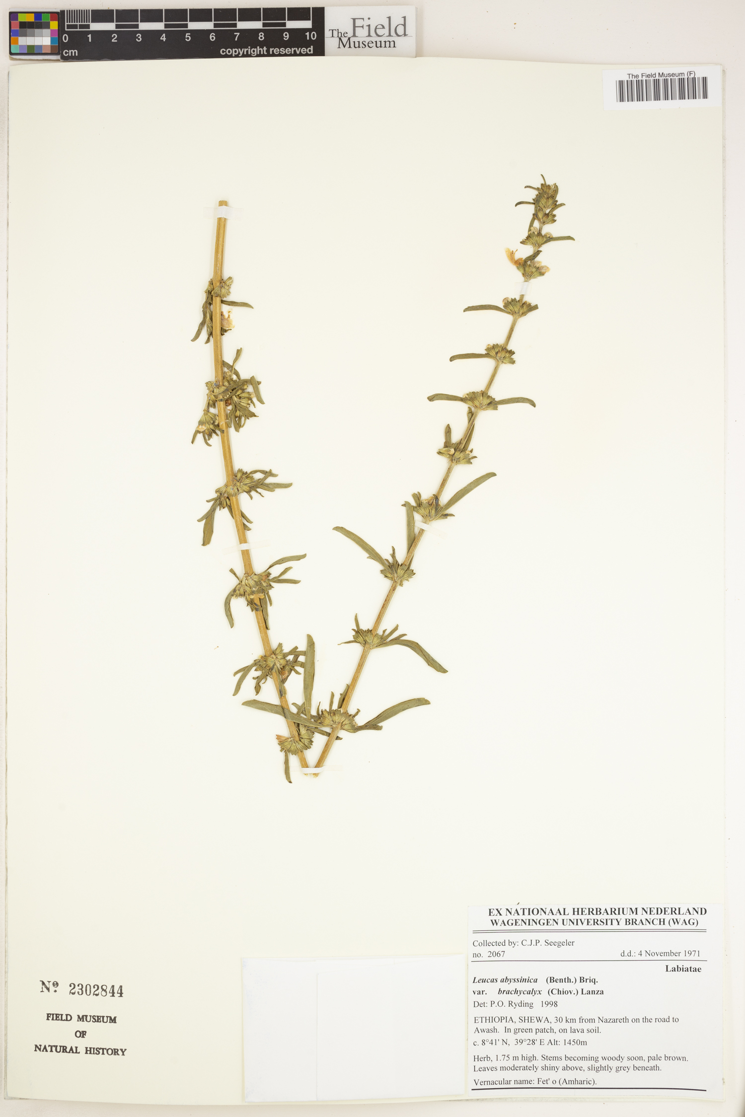Leucas abyssinica var. brachycalyx image