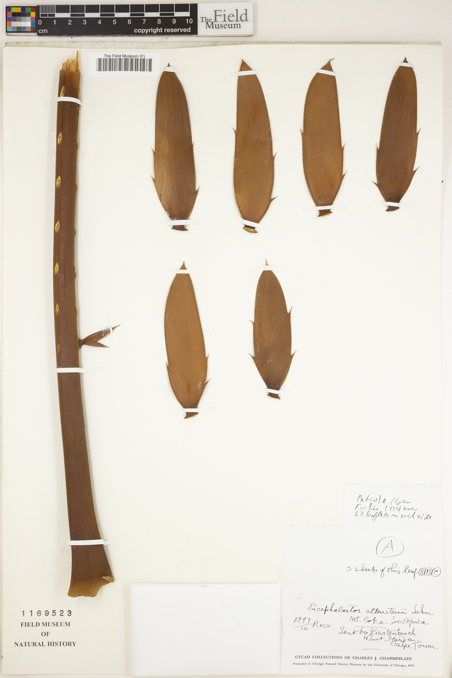 Encephalartos altensteinii image