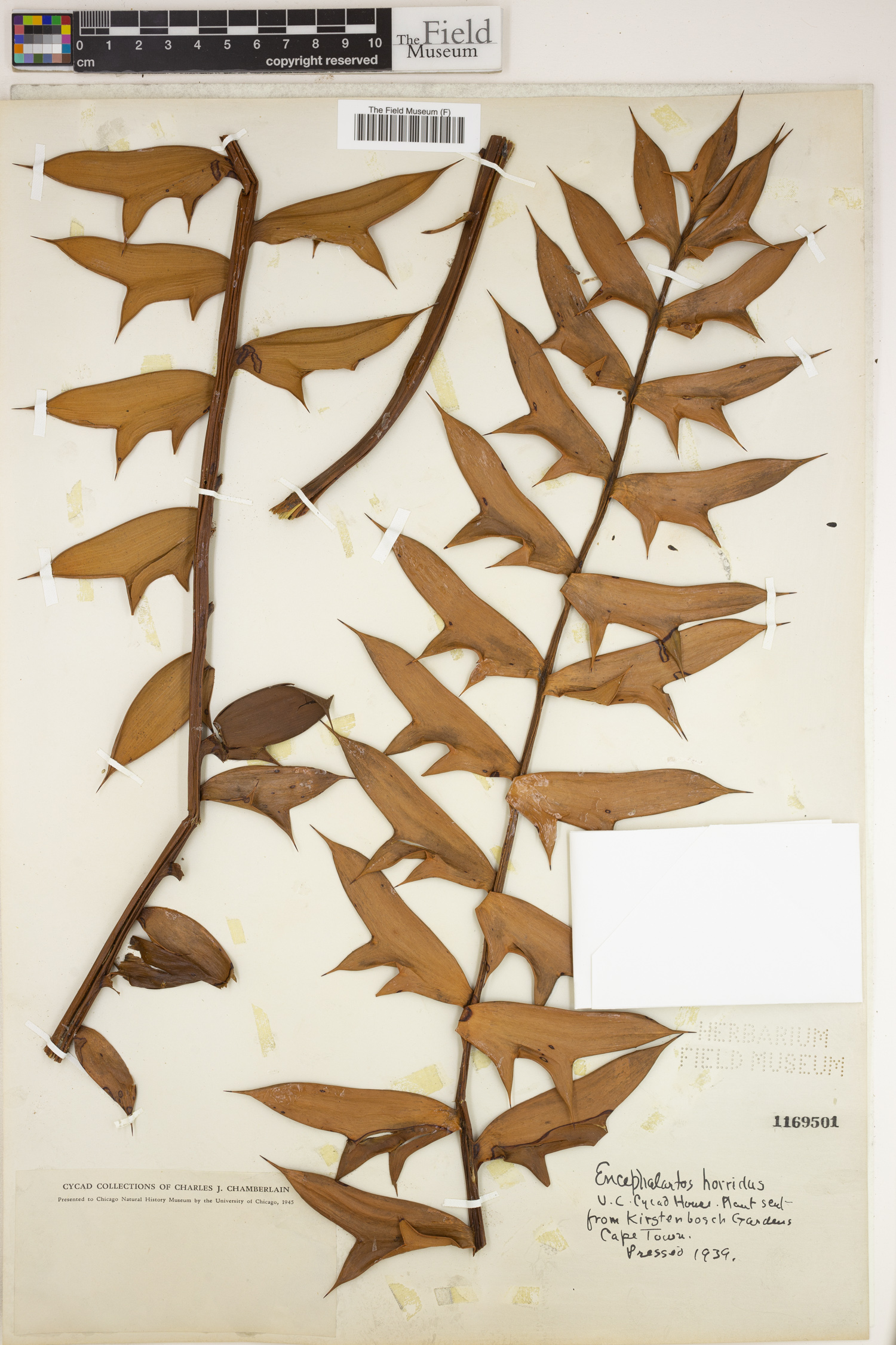 Encephalartos horridus image