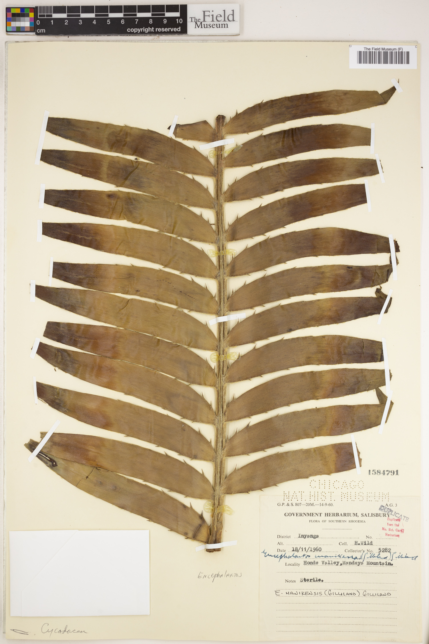 Encephalartos manikensis image