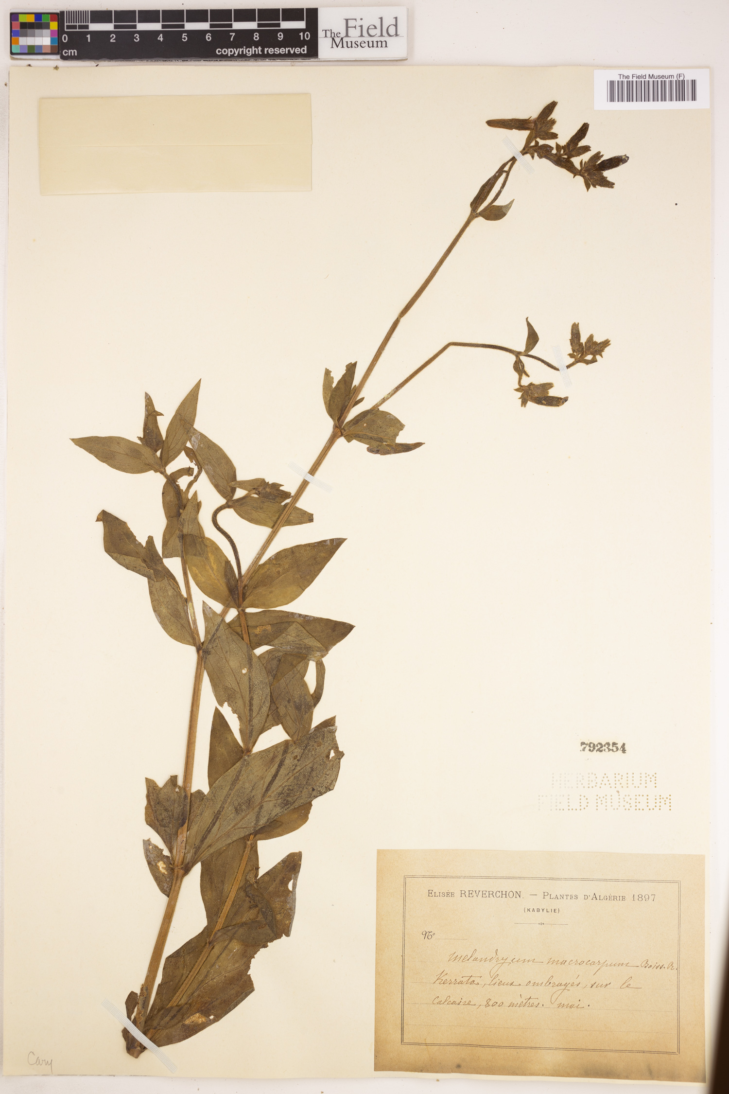 Silene latifolia subsp. latifolia image