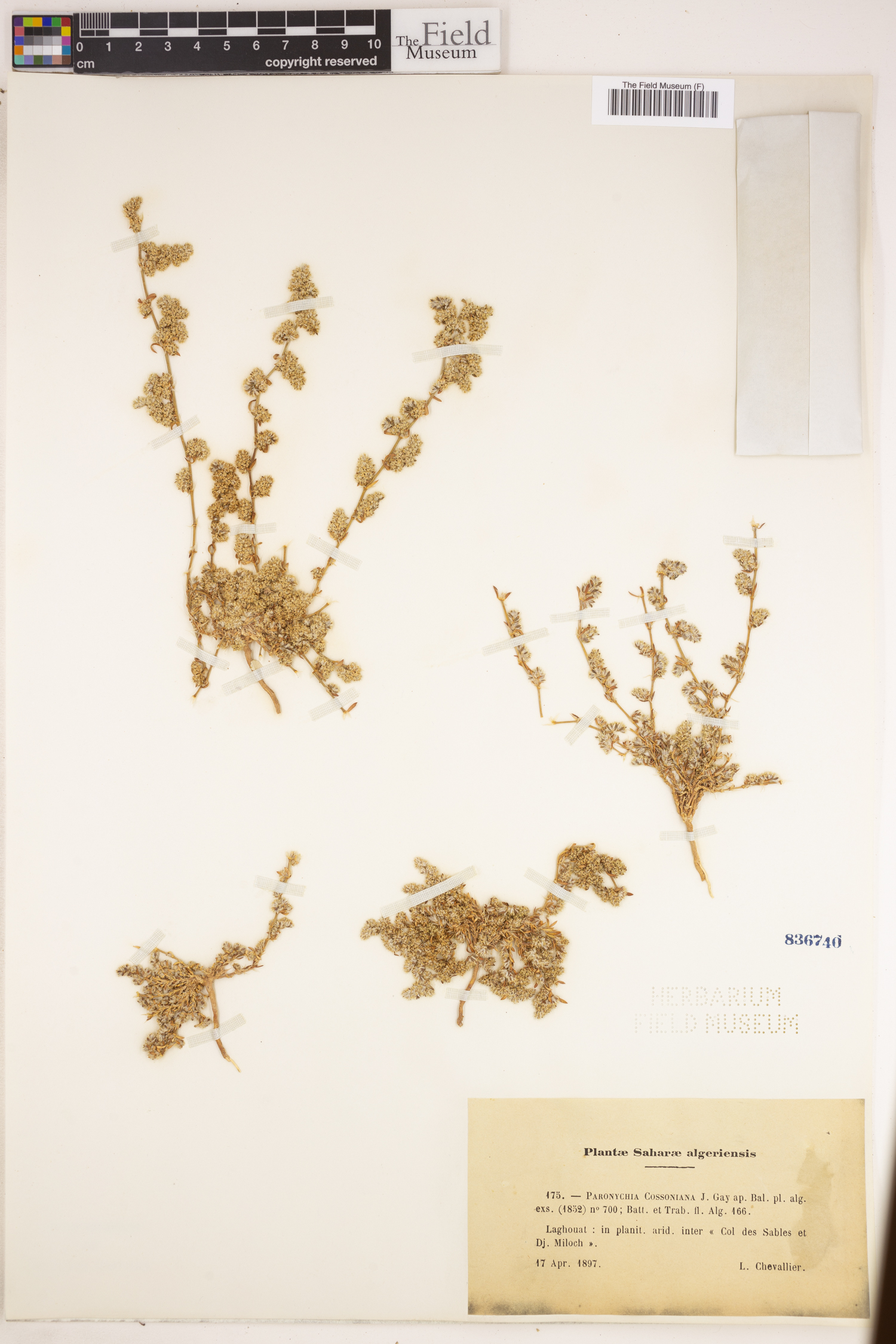 Paronychia arabica subsp. cossoniana image