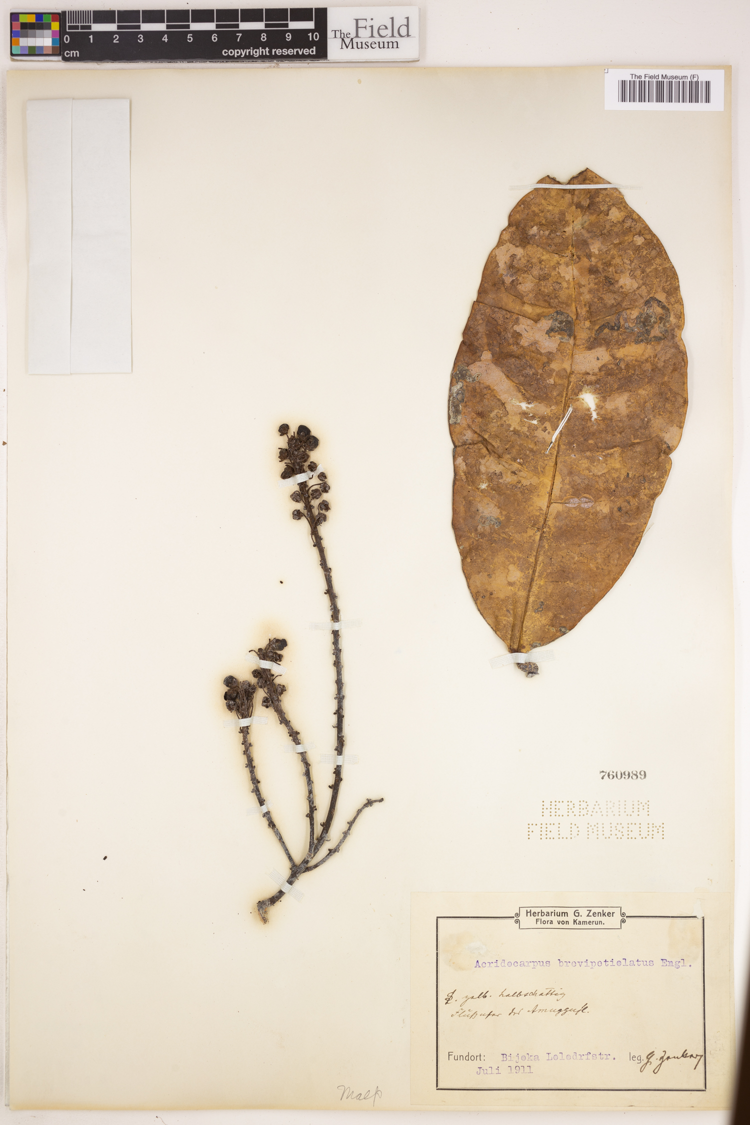 Acridocarpus longifolius f. longifolius image