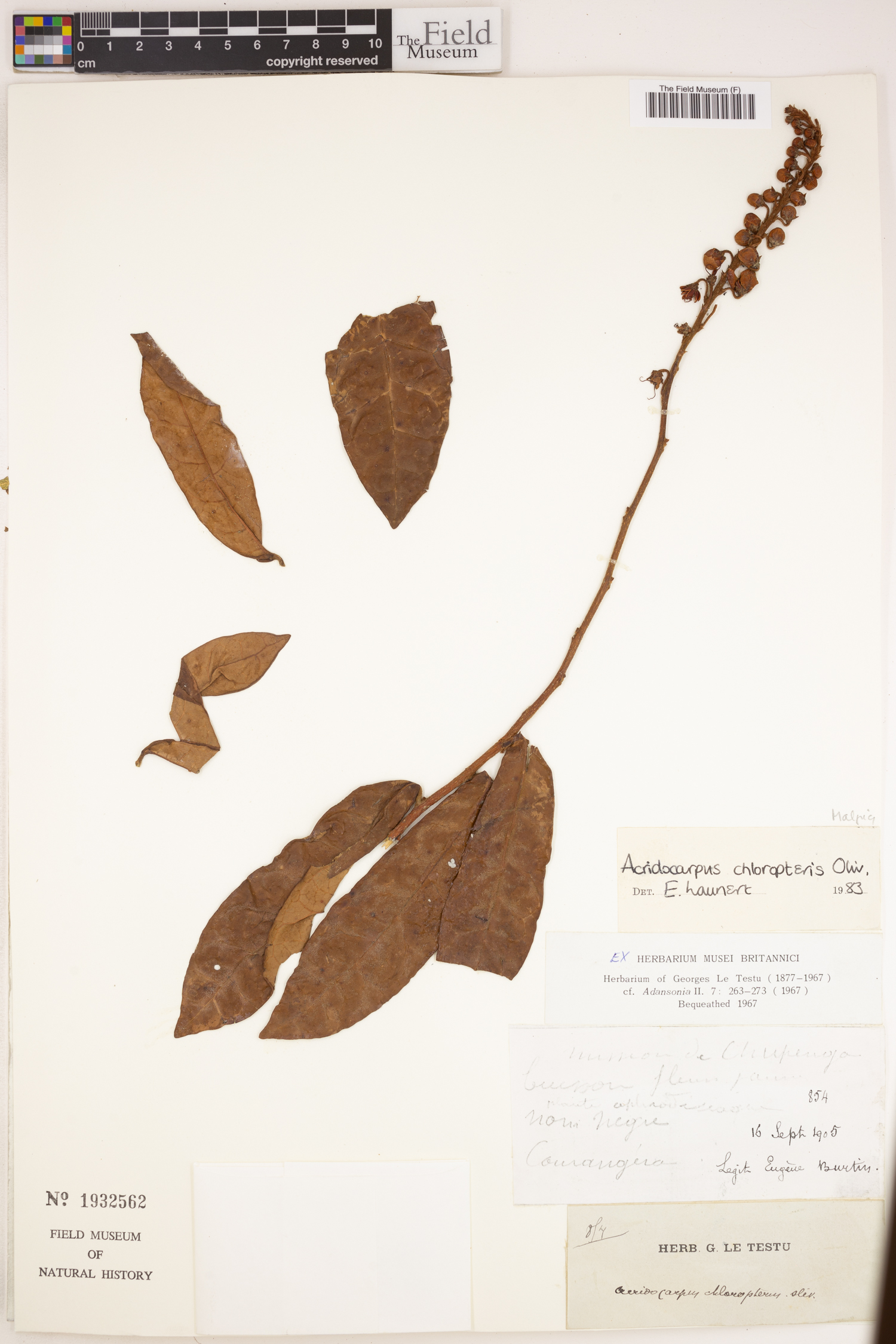 Acridocarpus chloropterus image