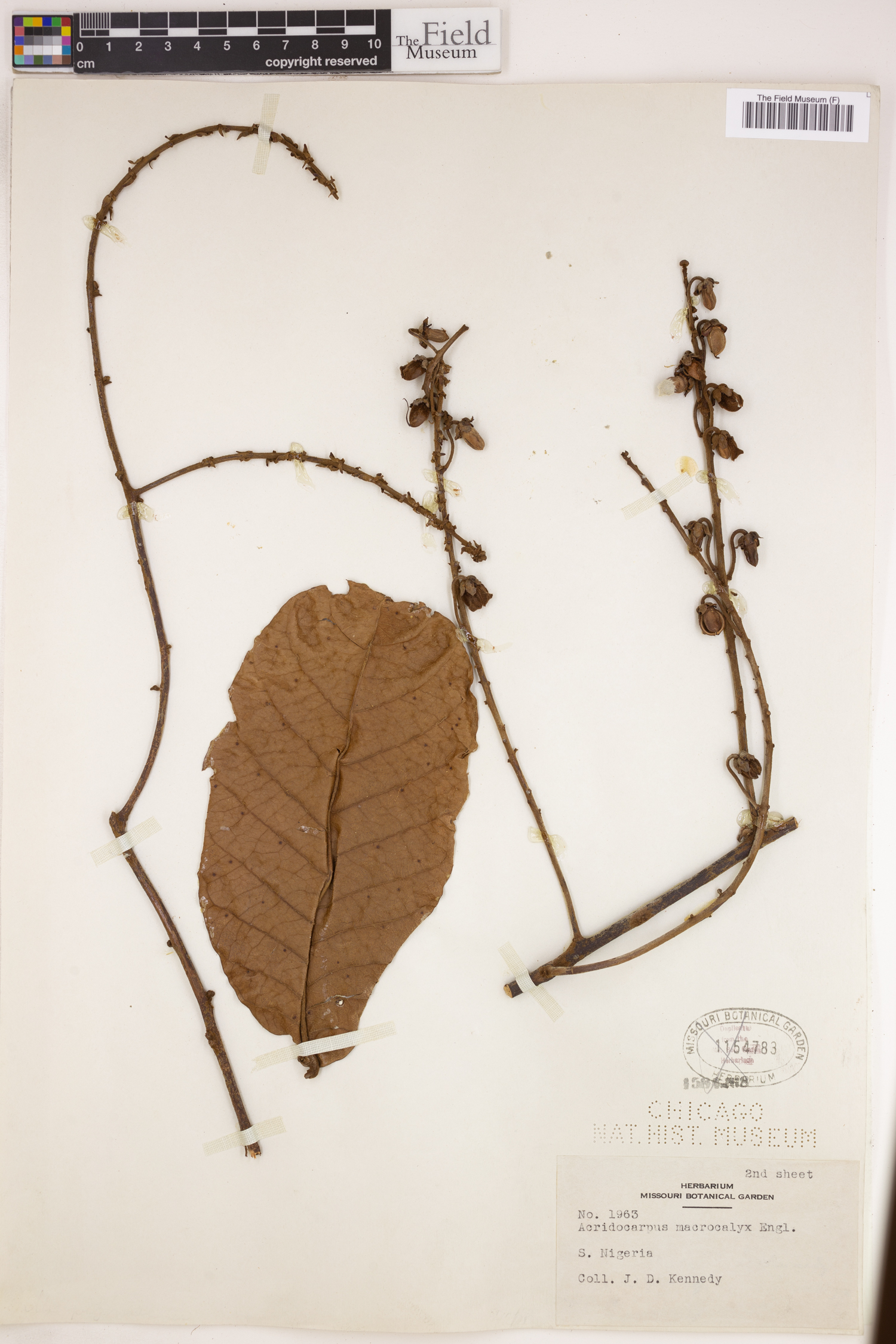 Acridocarpus macrocalyx image