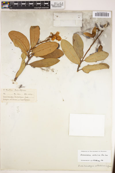 Acridocarpus natalitius image