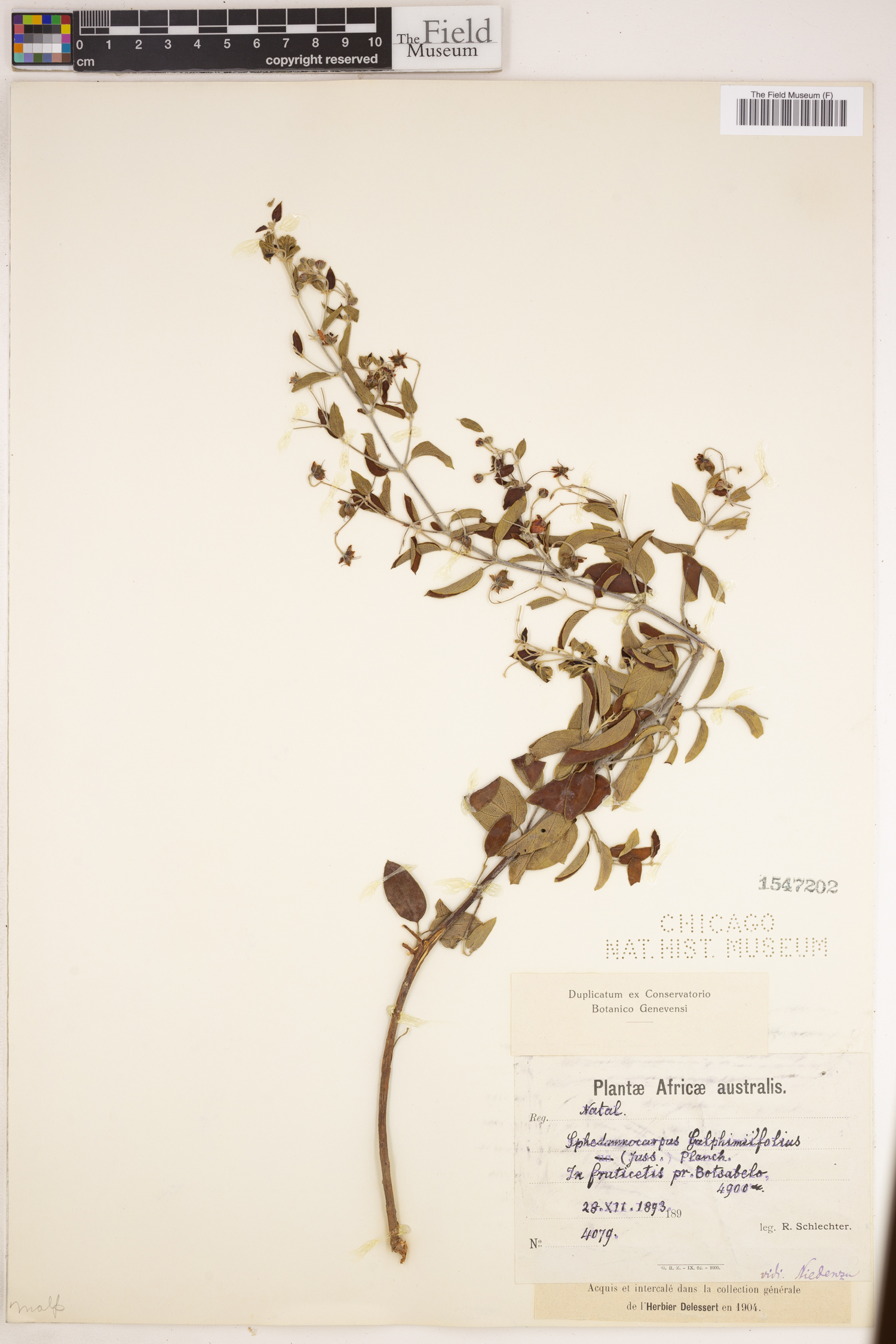 Sphedamnocarpus pruriens subsp. galphimiifolius image
