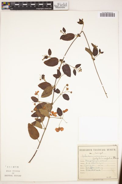 Sphedamnocarpus pruriens subsp. galphimiifolius image
