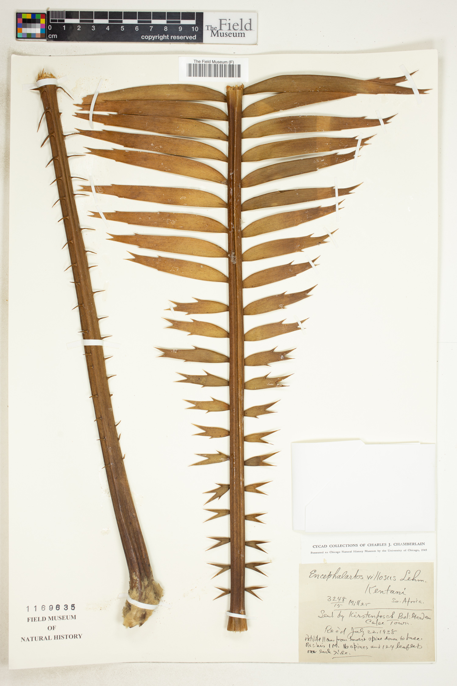 Encephalartos villosus image
