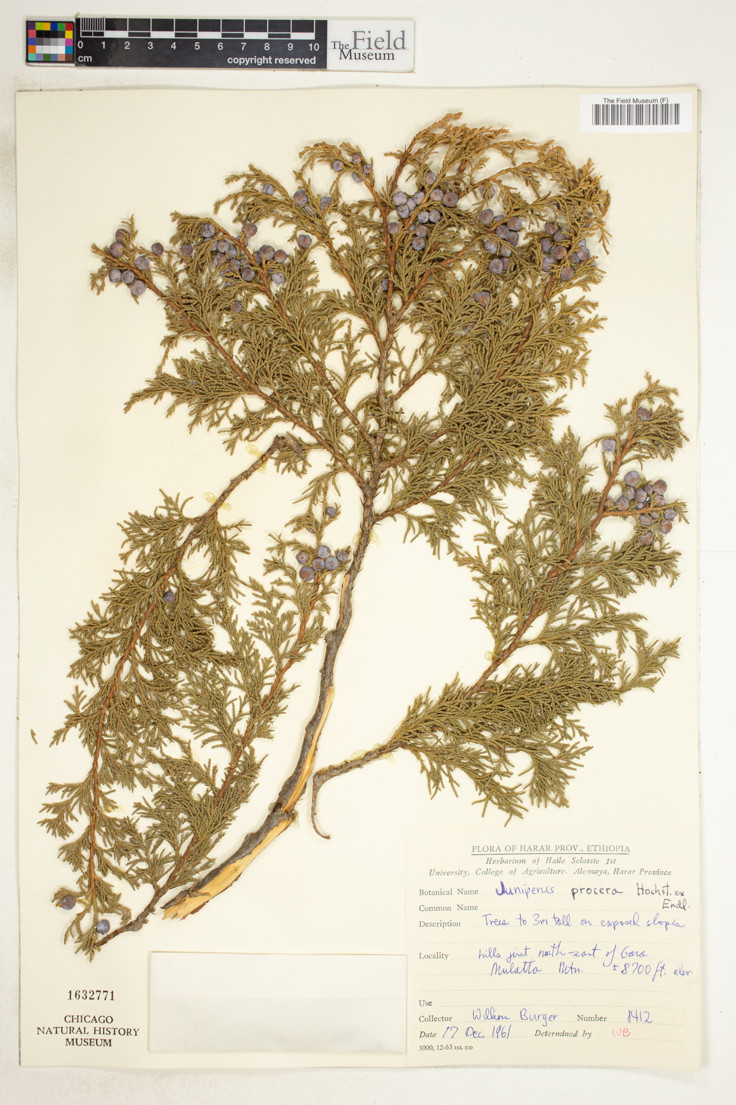 Juniperus procera image