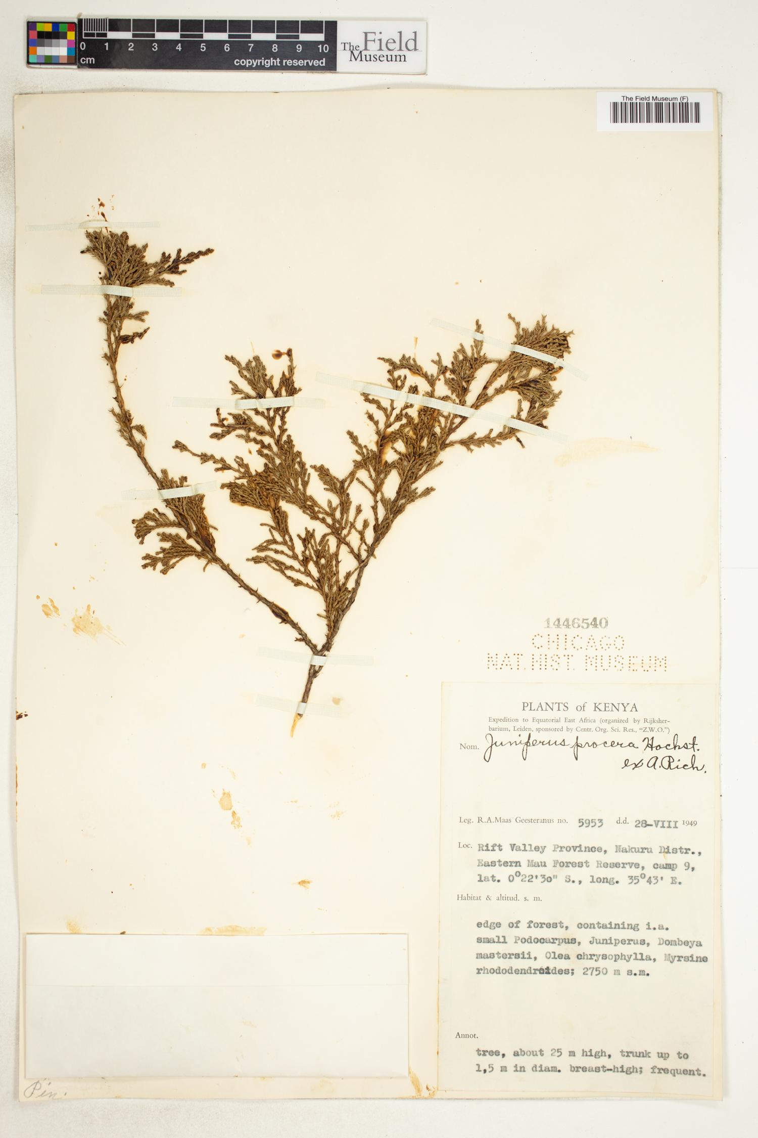 Juniperus procera image