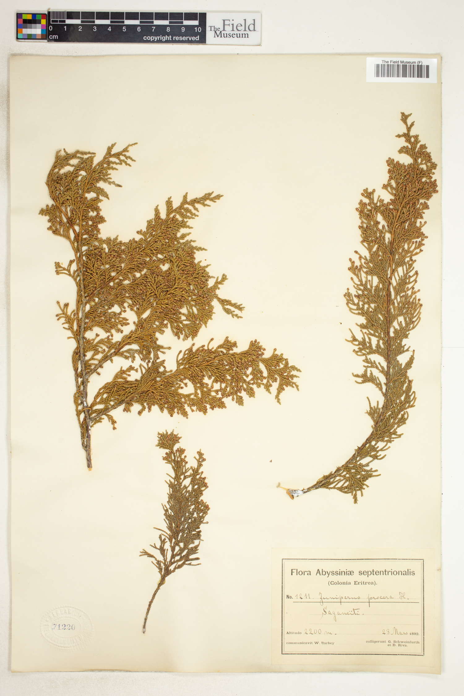 Juniperus procera image