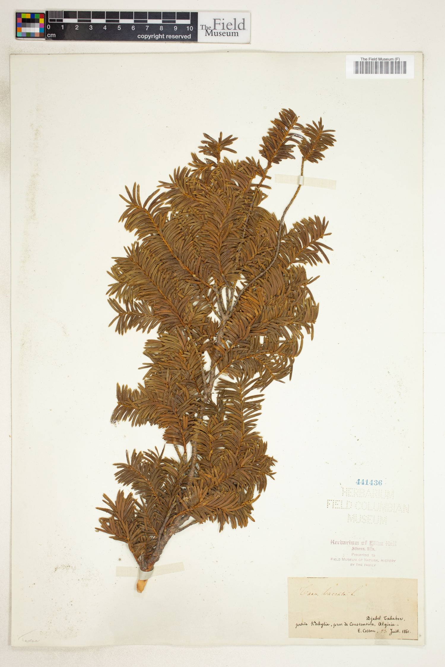 Taxus baccata image