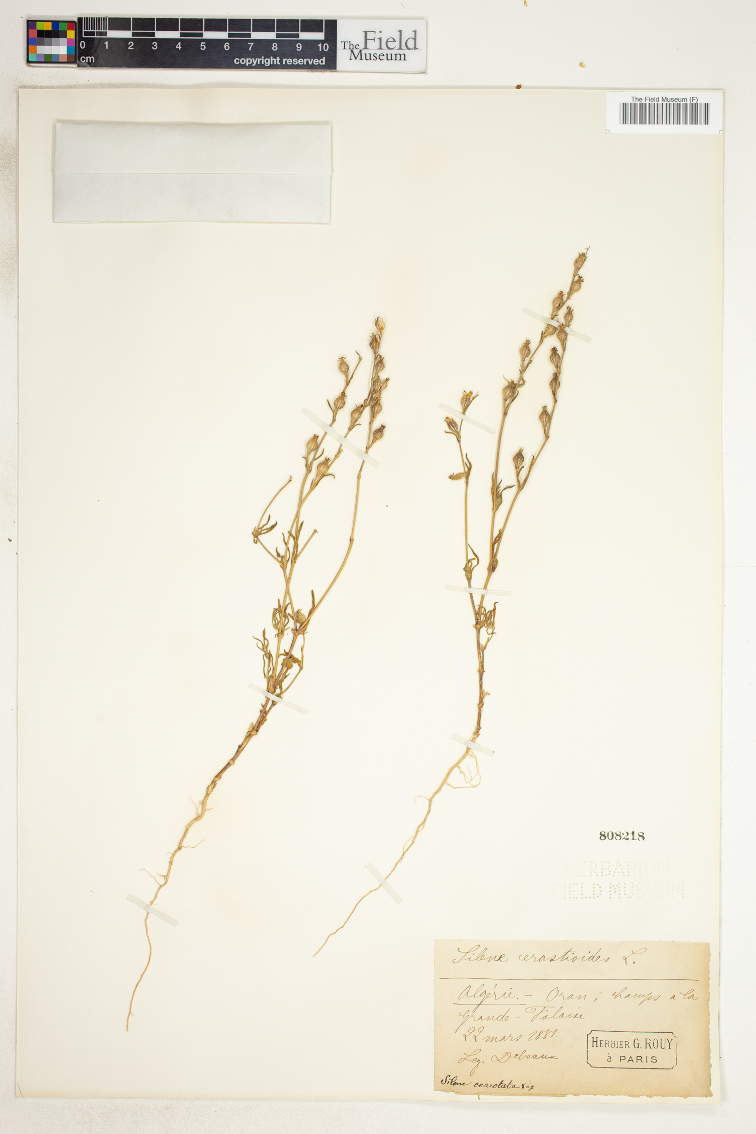 Silene cerastoides image