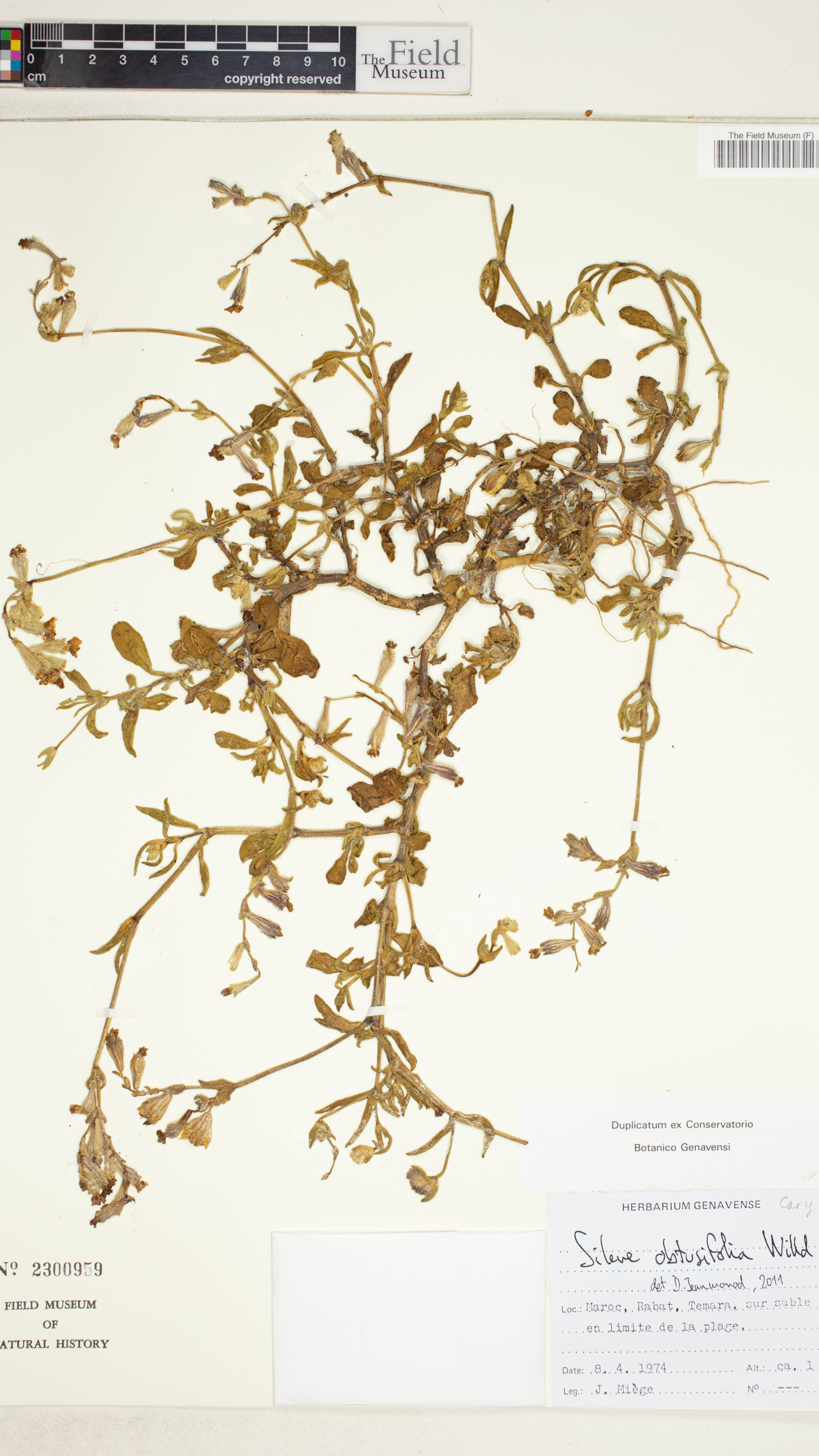 Silene obtusifolia image