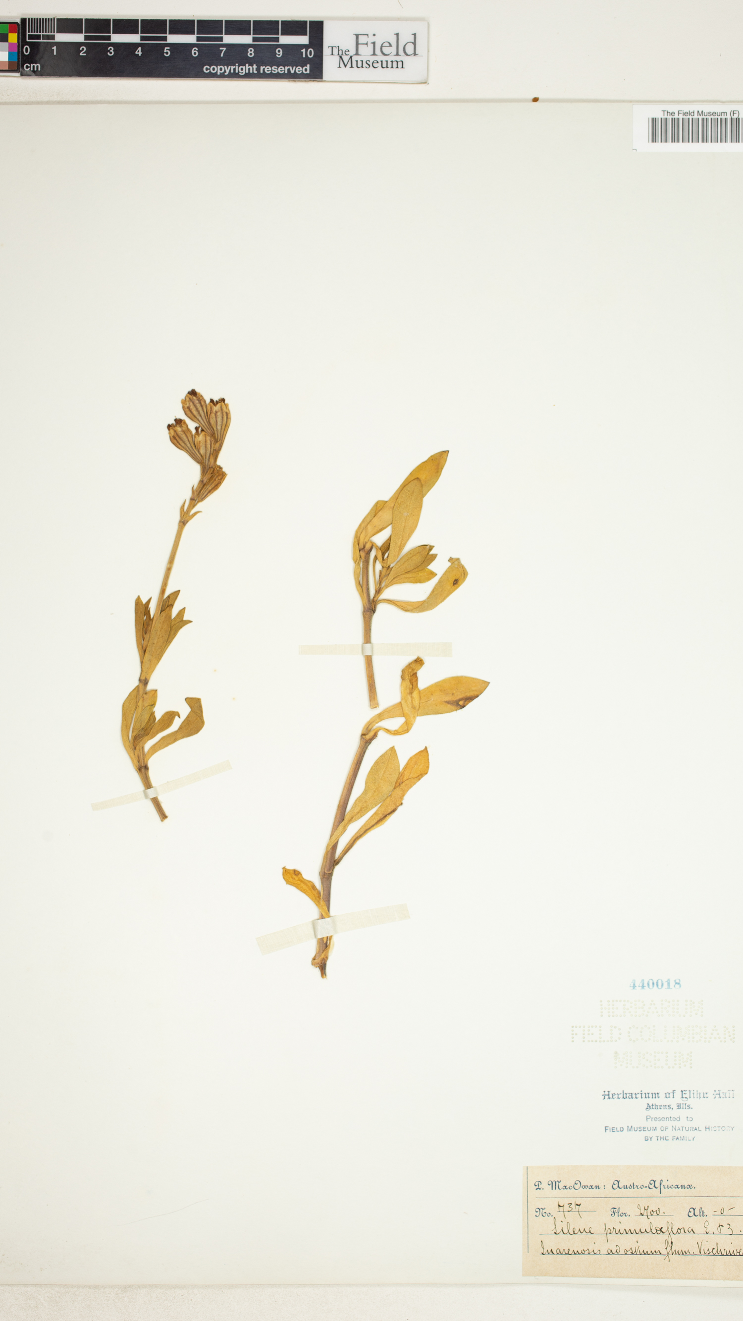 Silene crassifolia subsp. primuliflora image