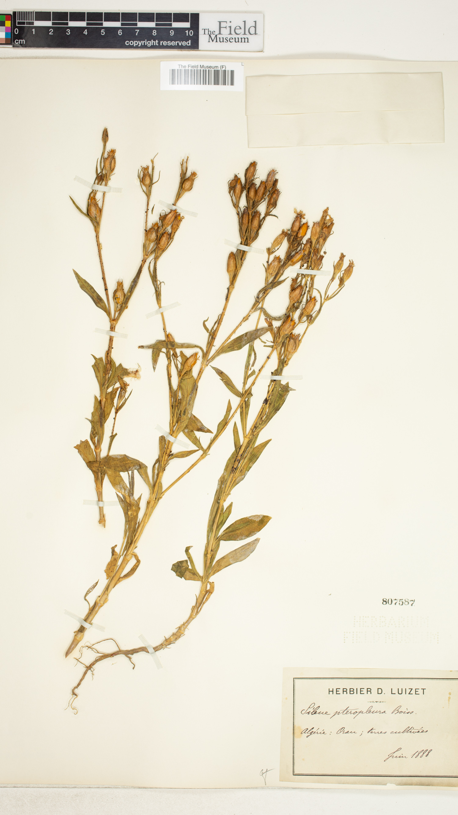 Silene stricta image