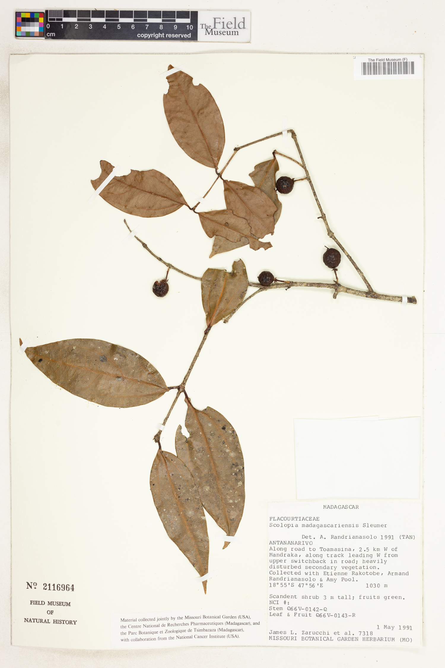 Scolopia madagascariensis image