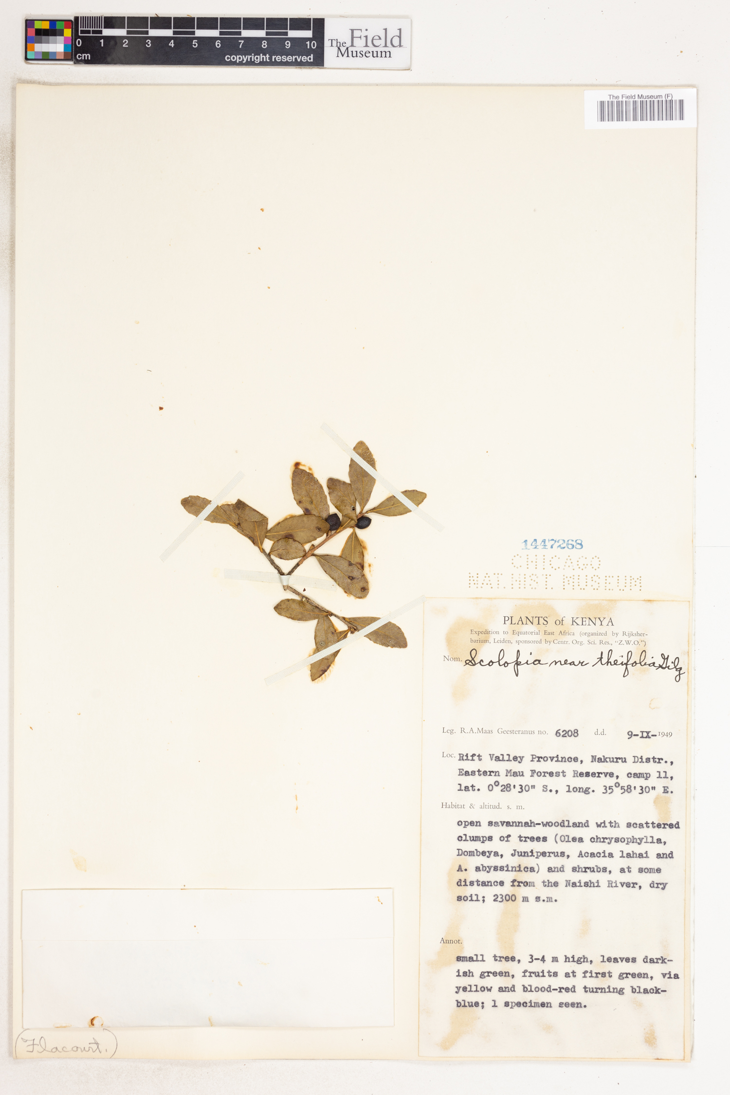 Scolopia theifolia image