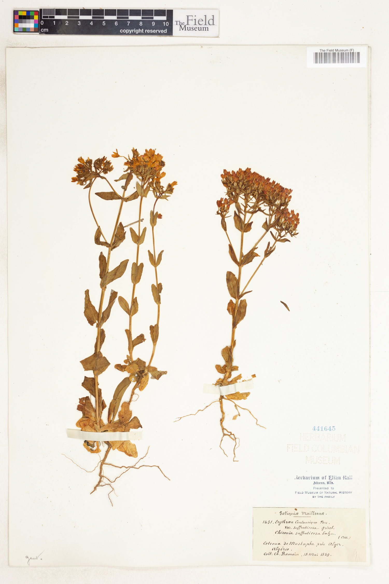 Centaurium erythraea subsp. suffruticosum image