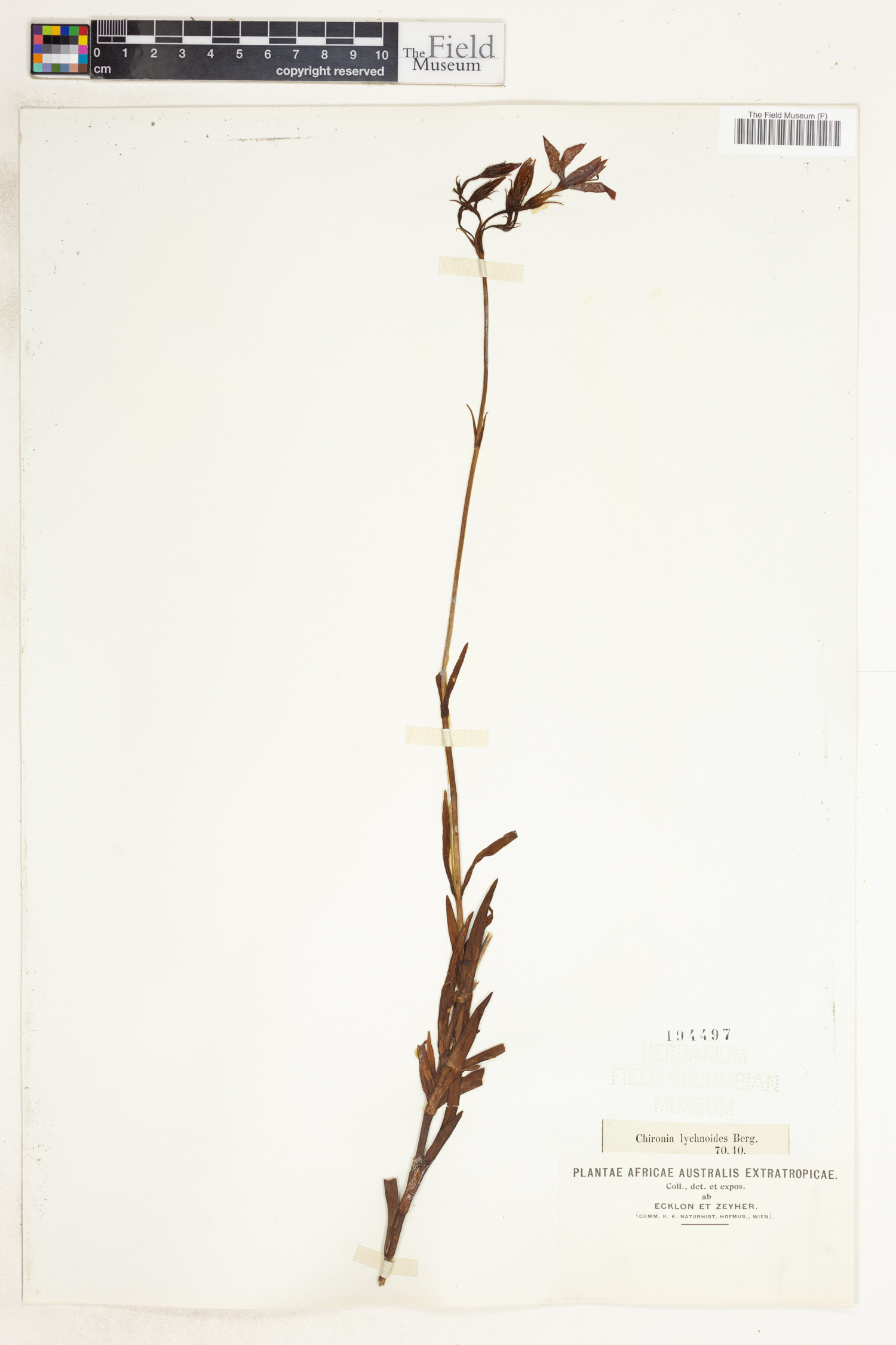 Chironia linoides subsp. emarginata image
