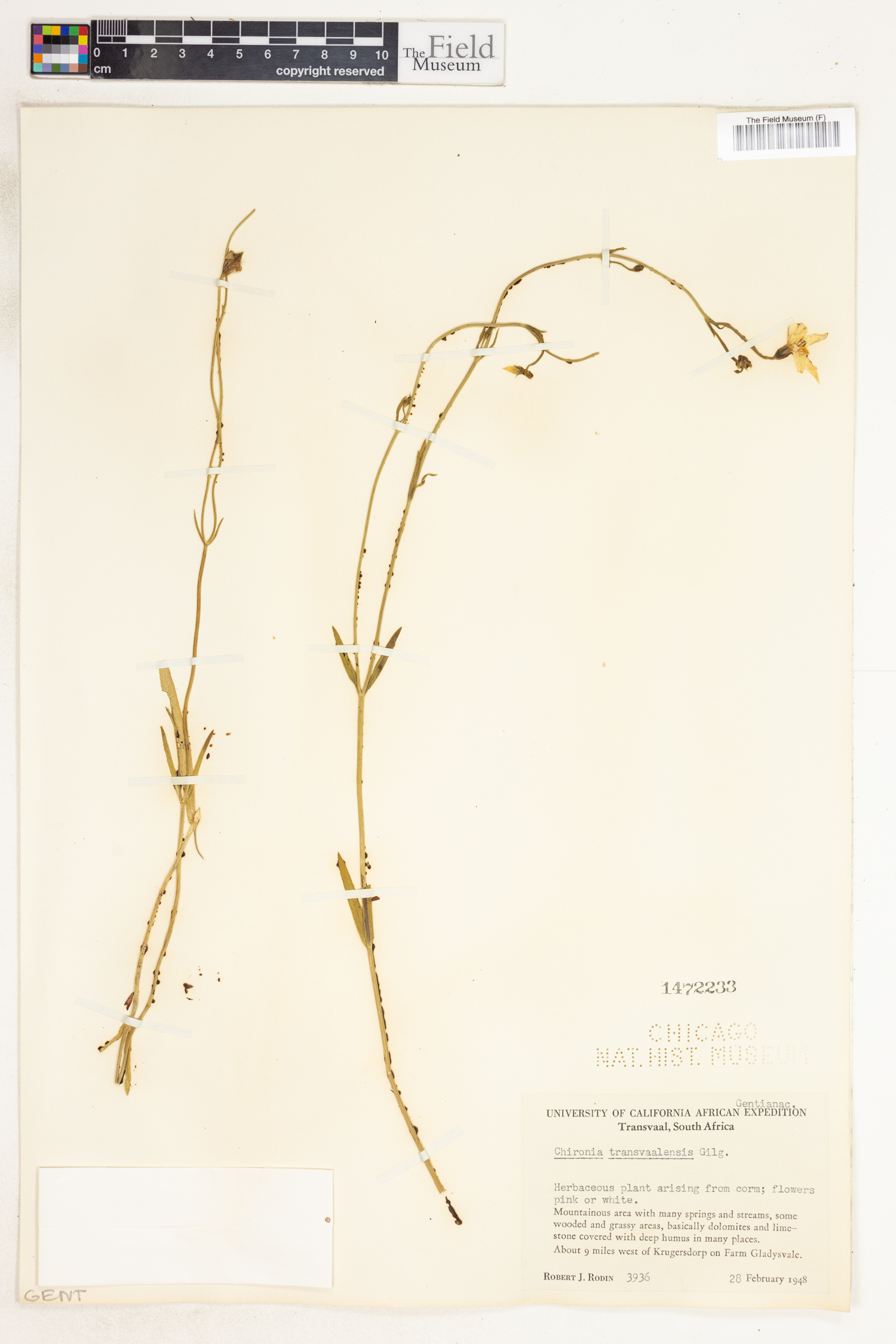 Chironia palustris subsp. transvaalensis image