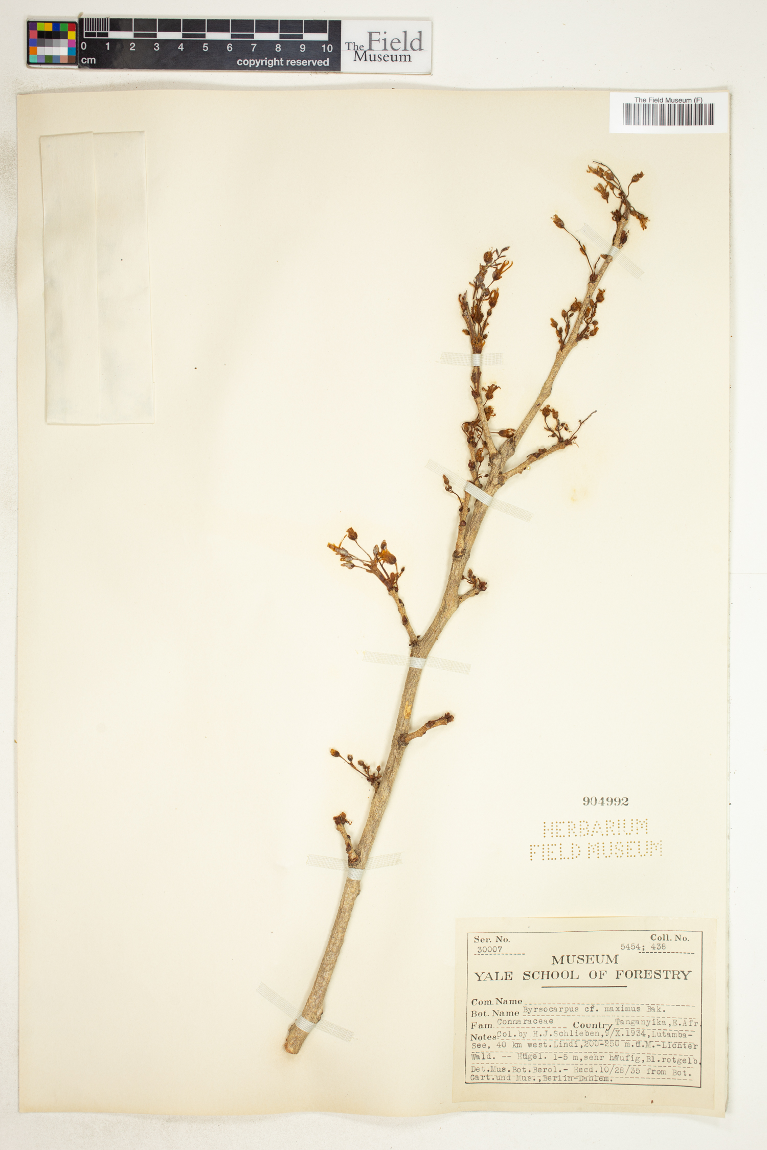 Rourea coccinea subsp. boiviniana image