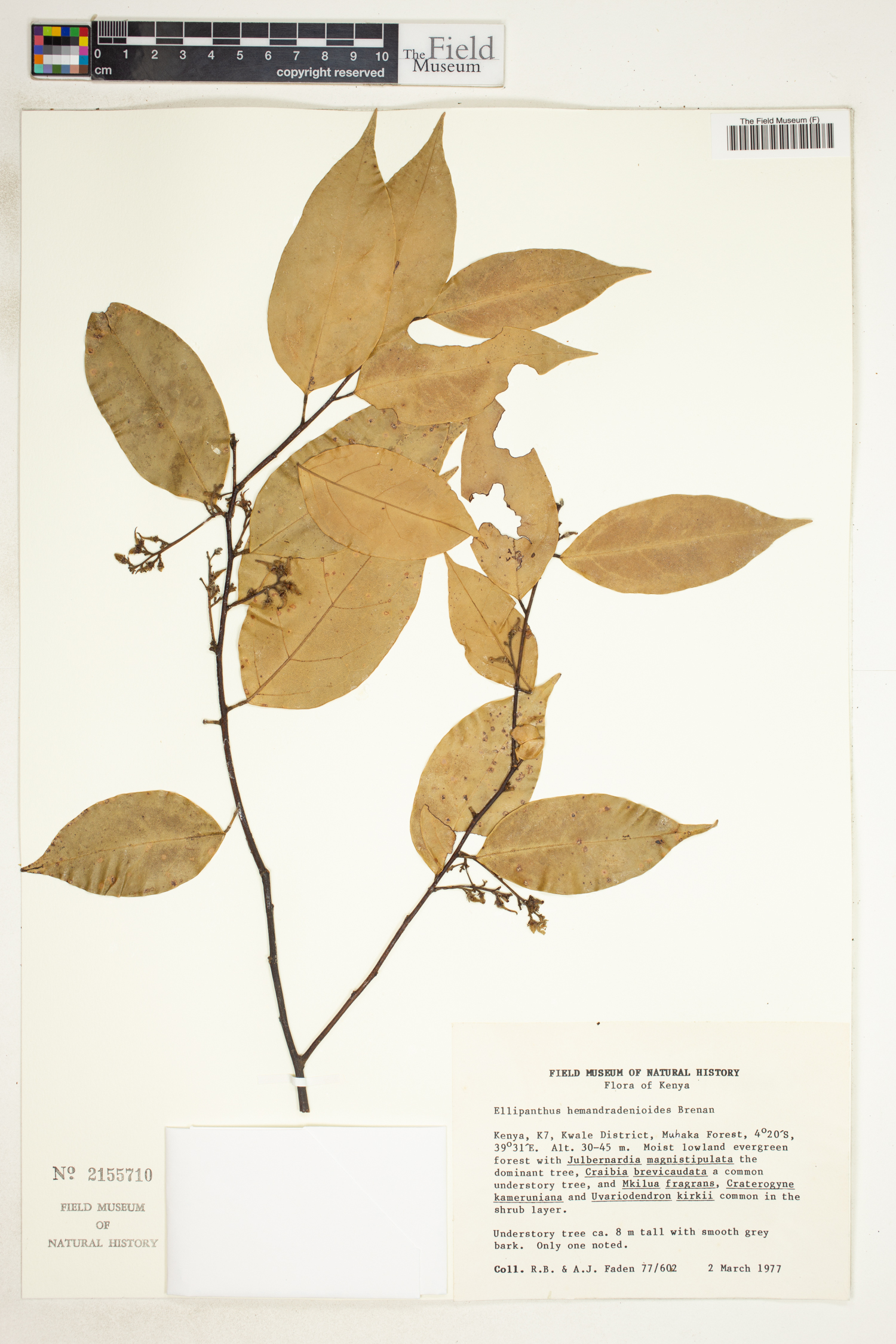 Ellipanthus madagascariensis image