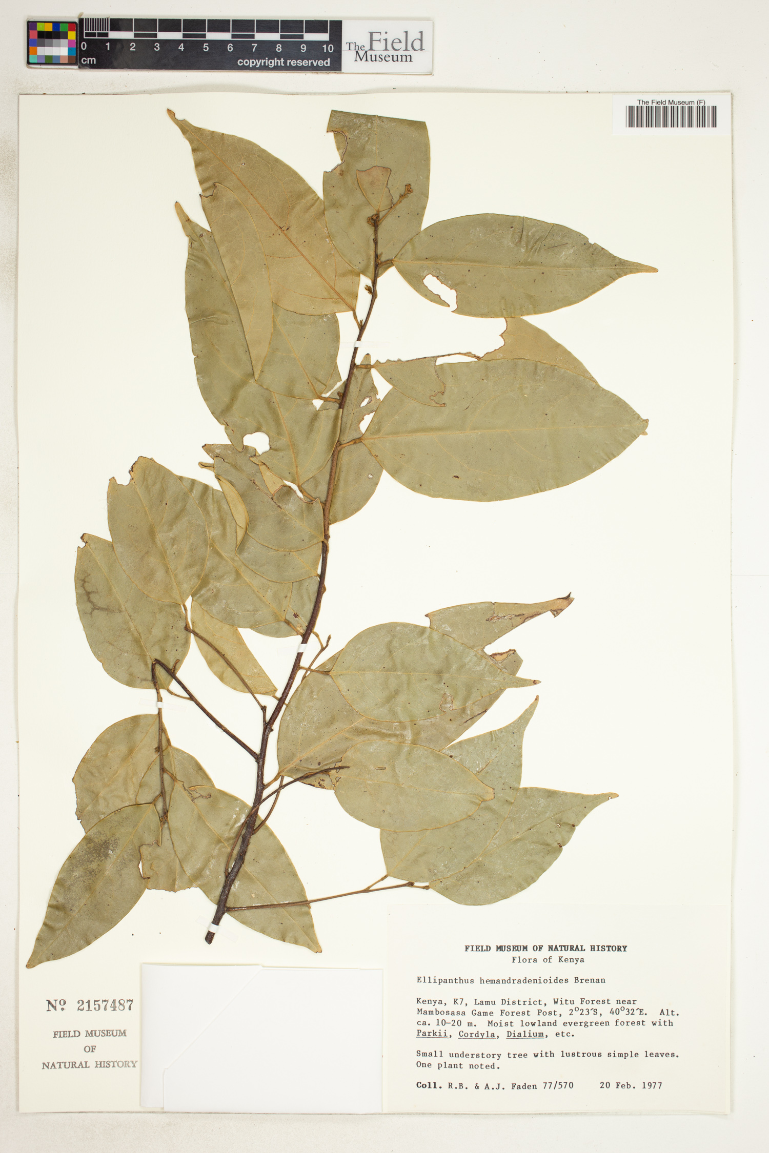 Ellipanthus image