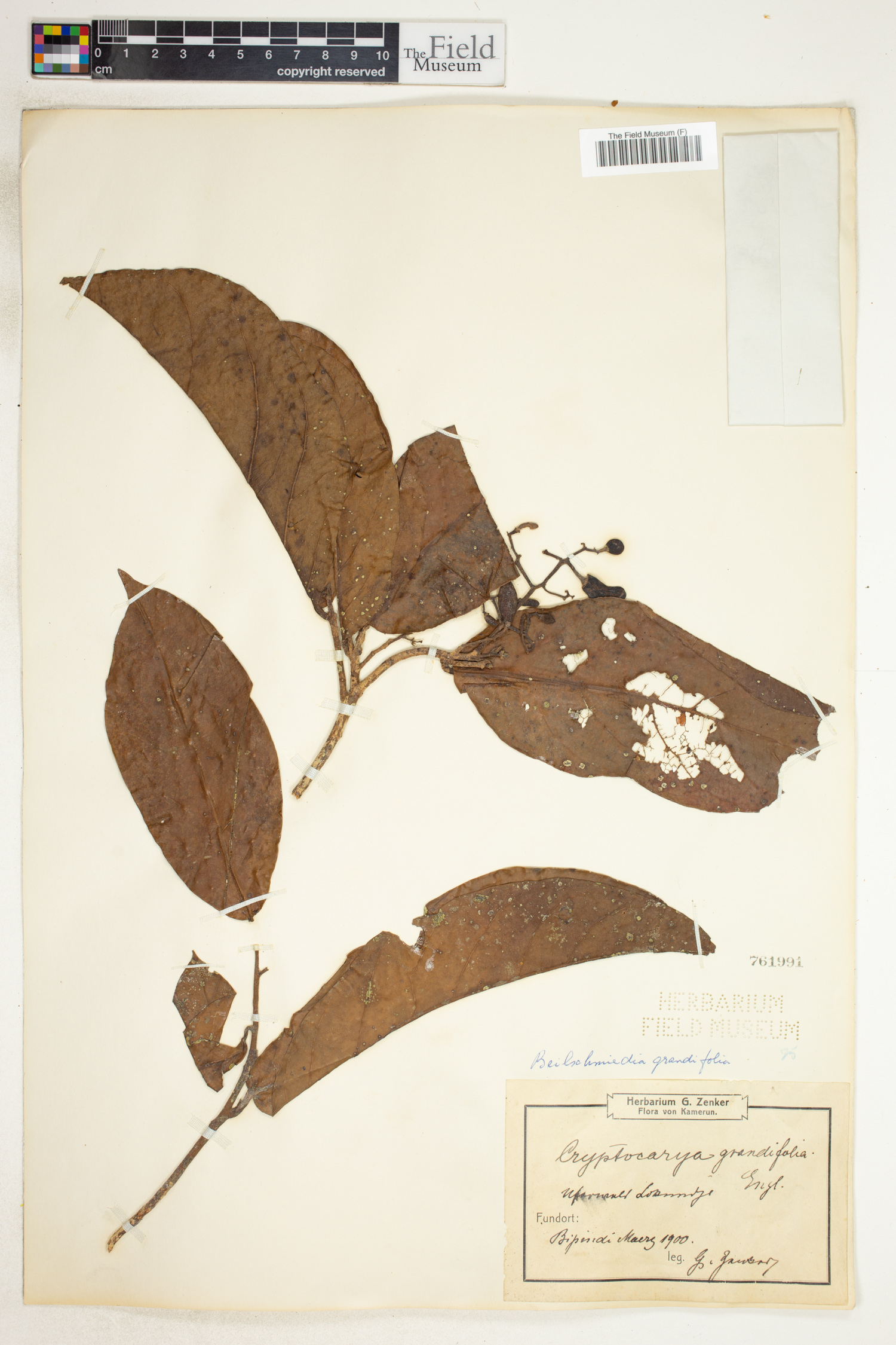 Beilschmiedia grandifolia image