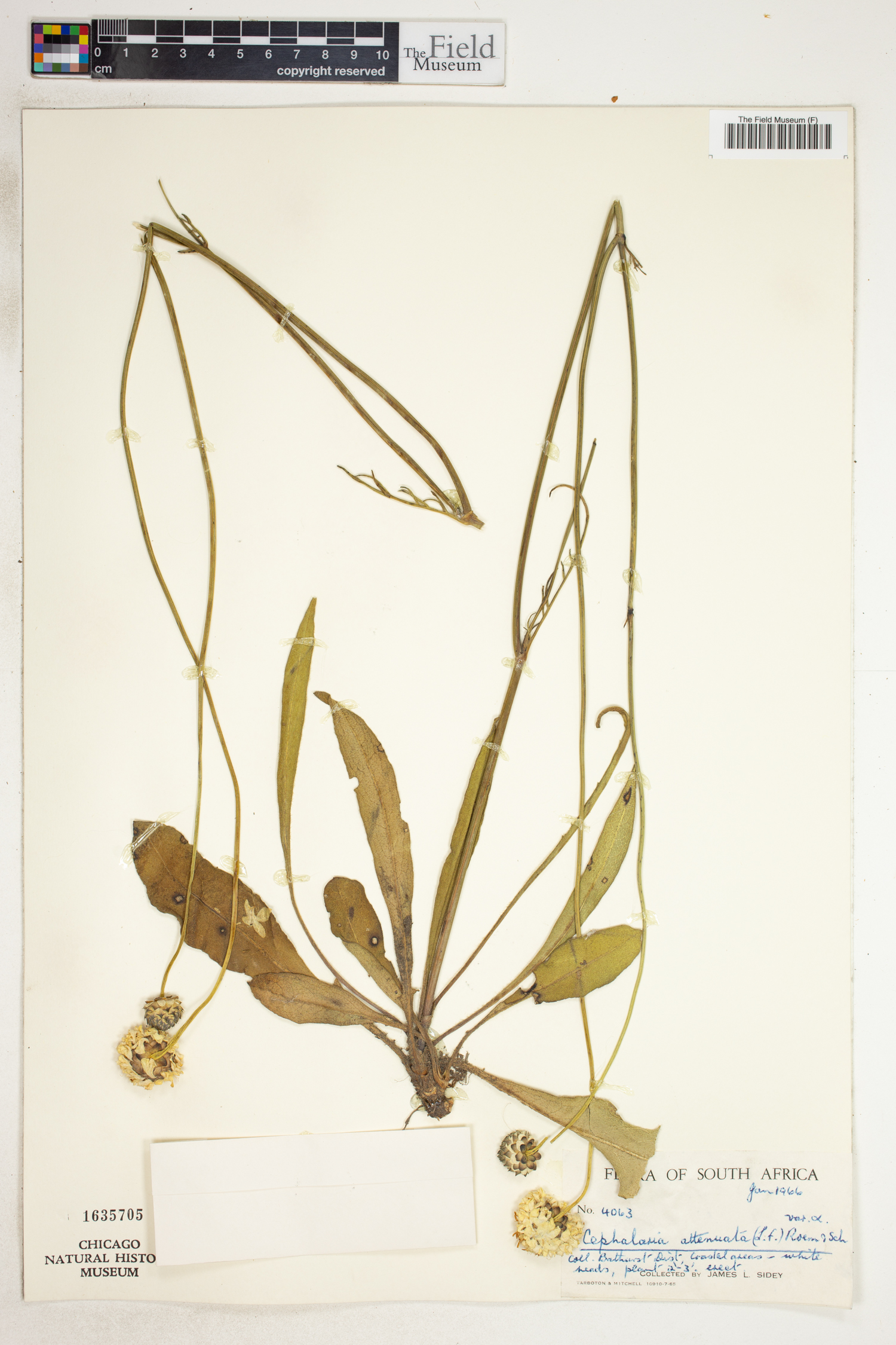 Cephalaria image