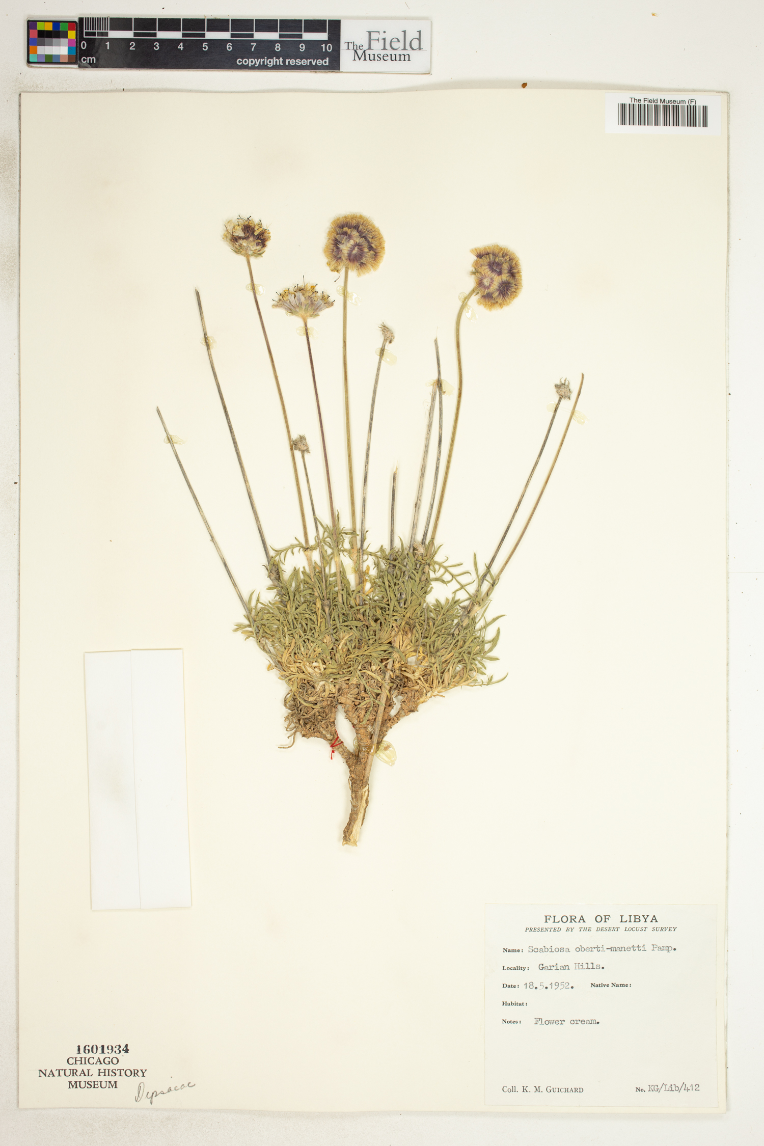Lomelosia oberti-manettii image