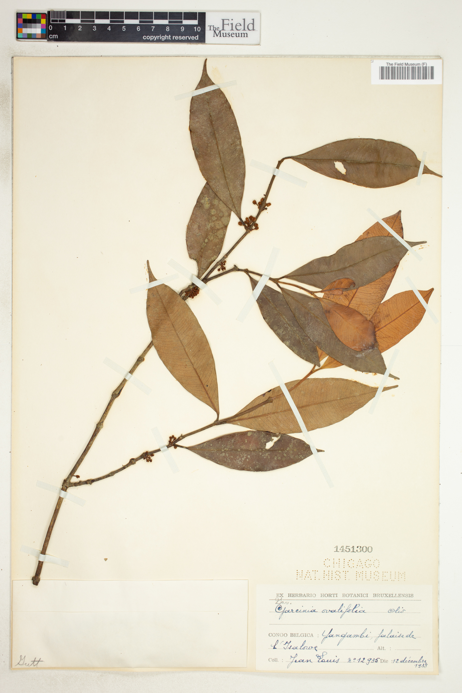 Garcinia ovalifolia image