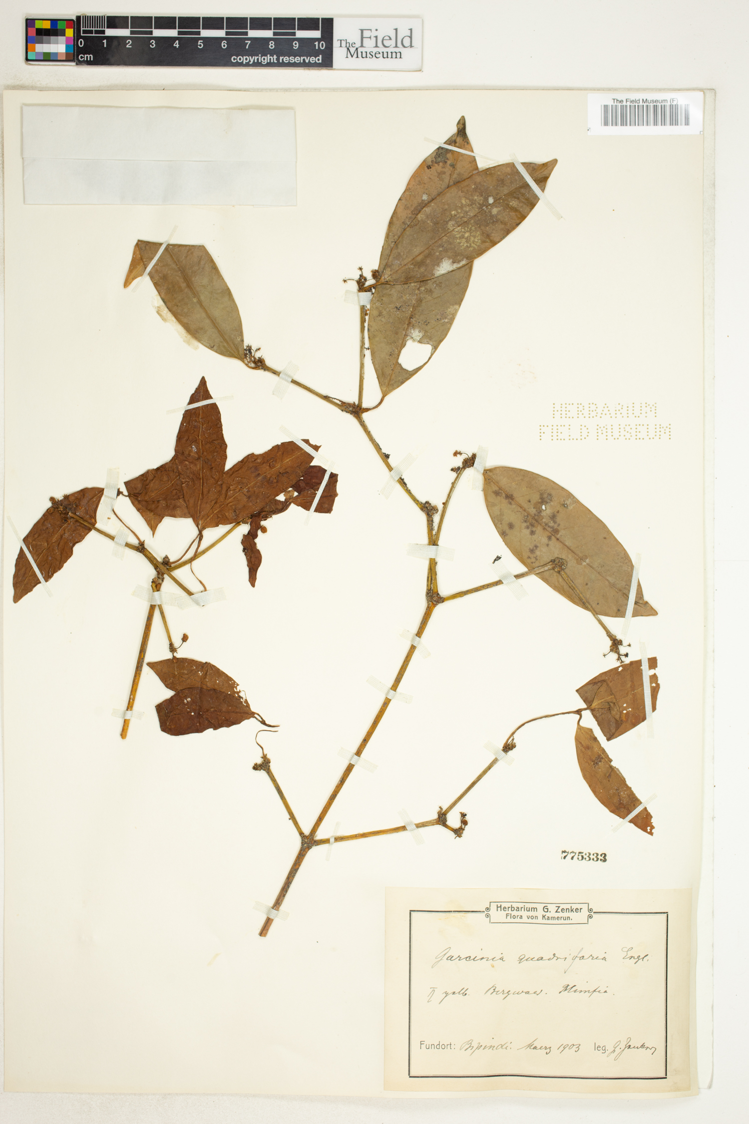 Garcinia quadrifaria var. chromocarpa image