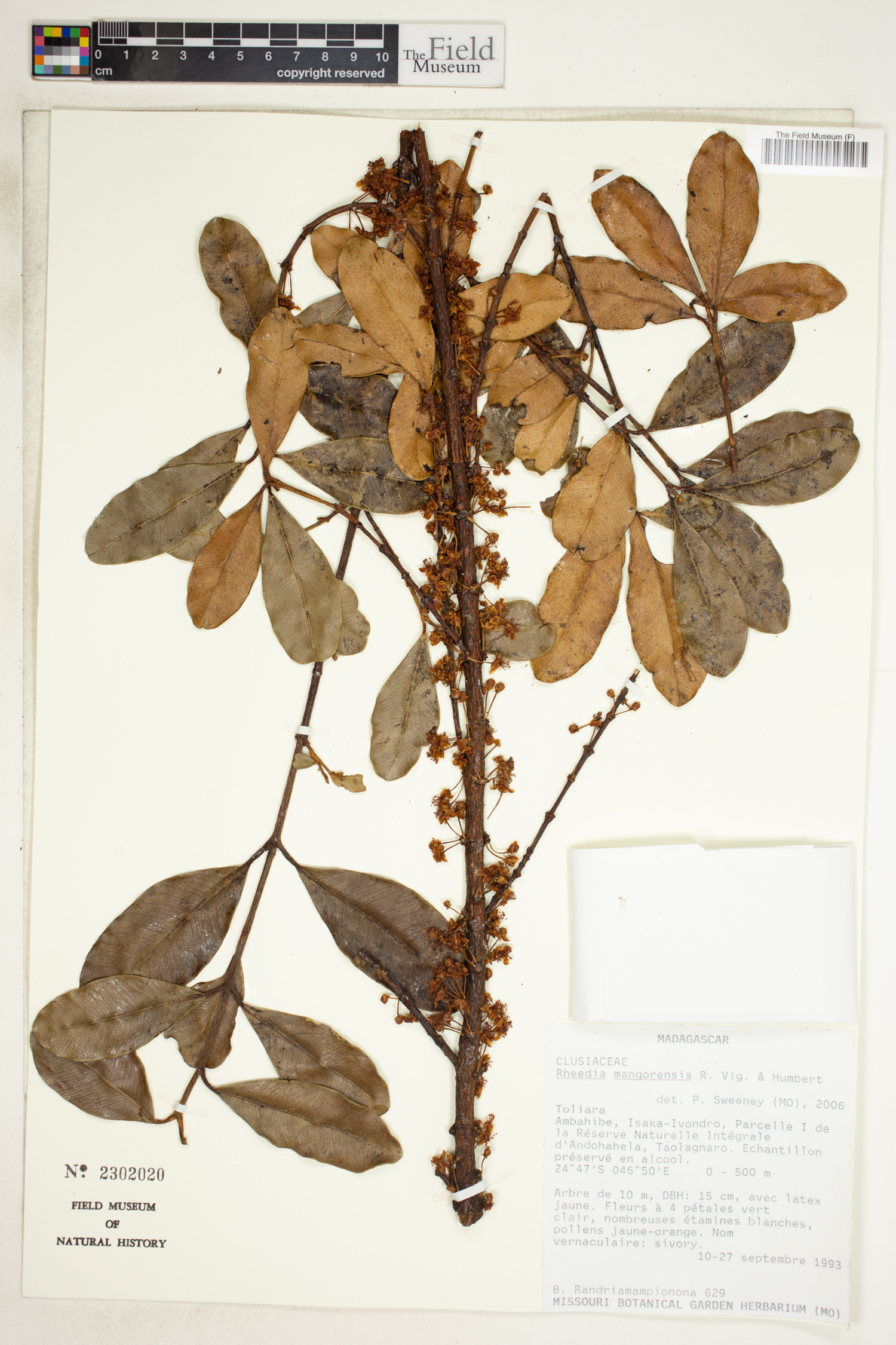 Garcinia mangorensis image