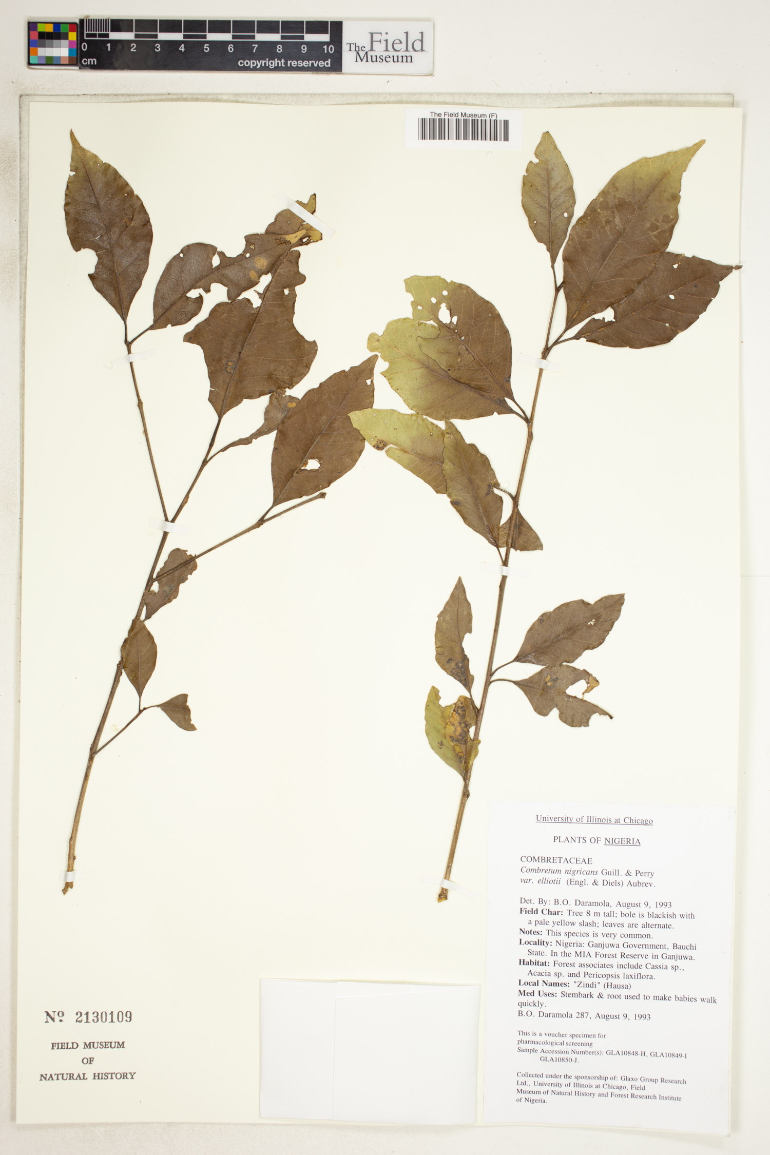 Combretum nigricans var. elliotii image