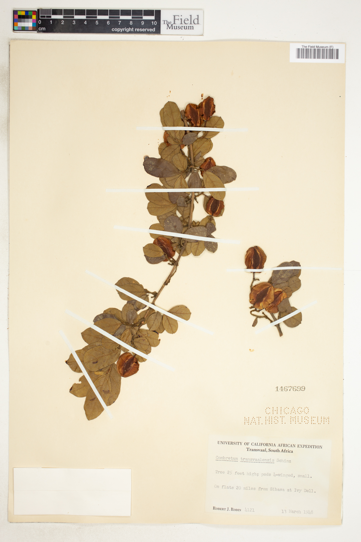 Combretum hereroense subsp. hereroense image