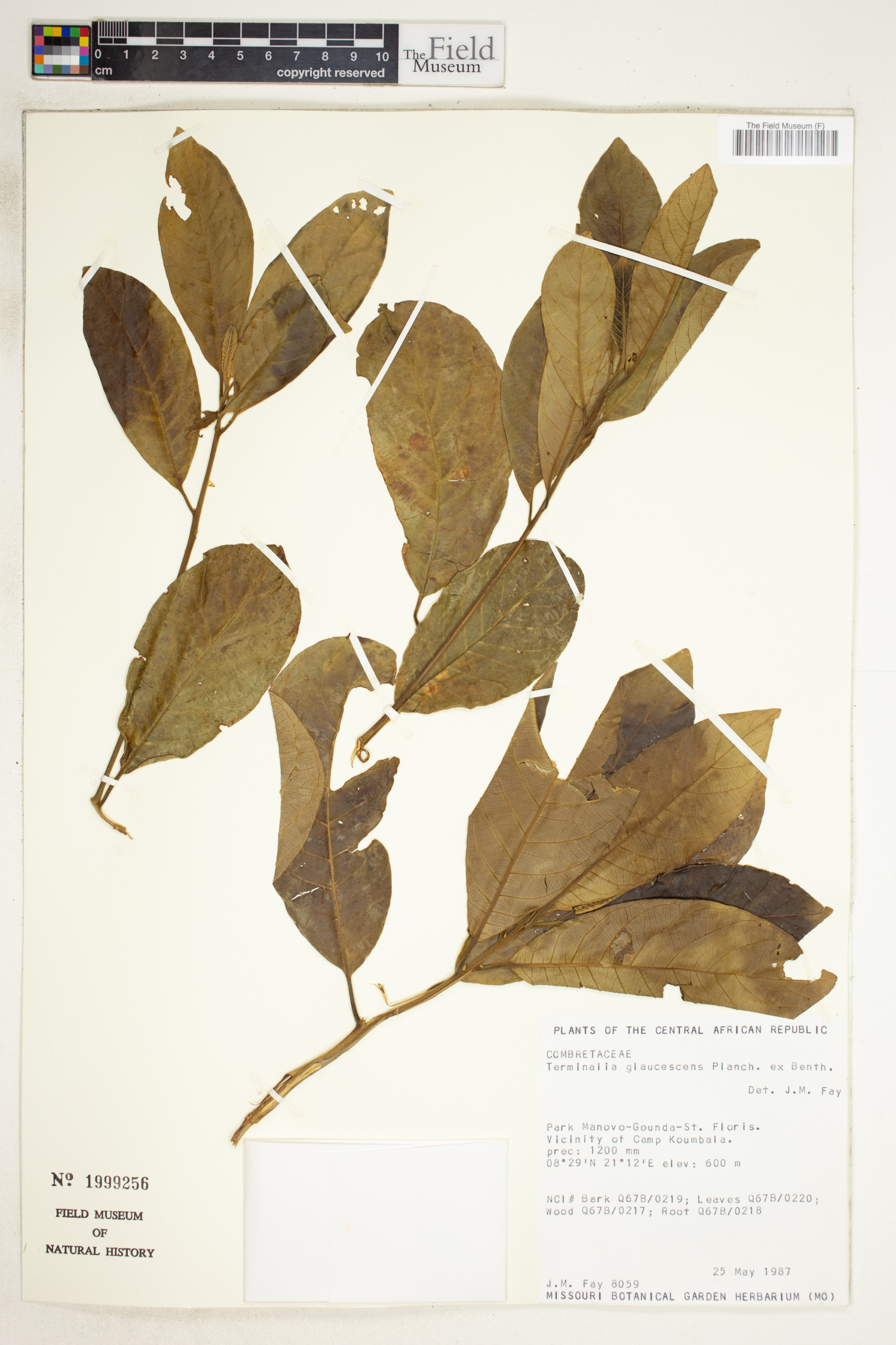 Terminalia schimperiana image