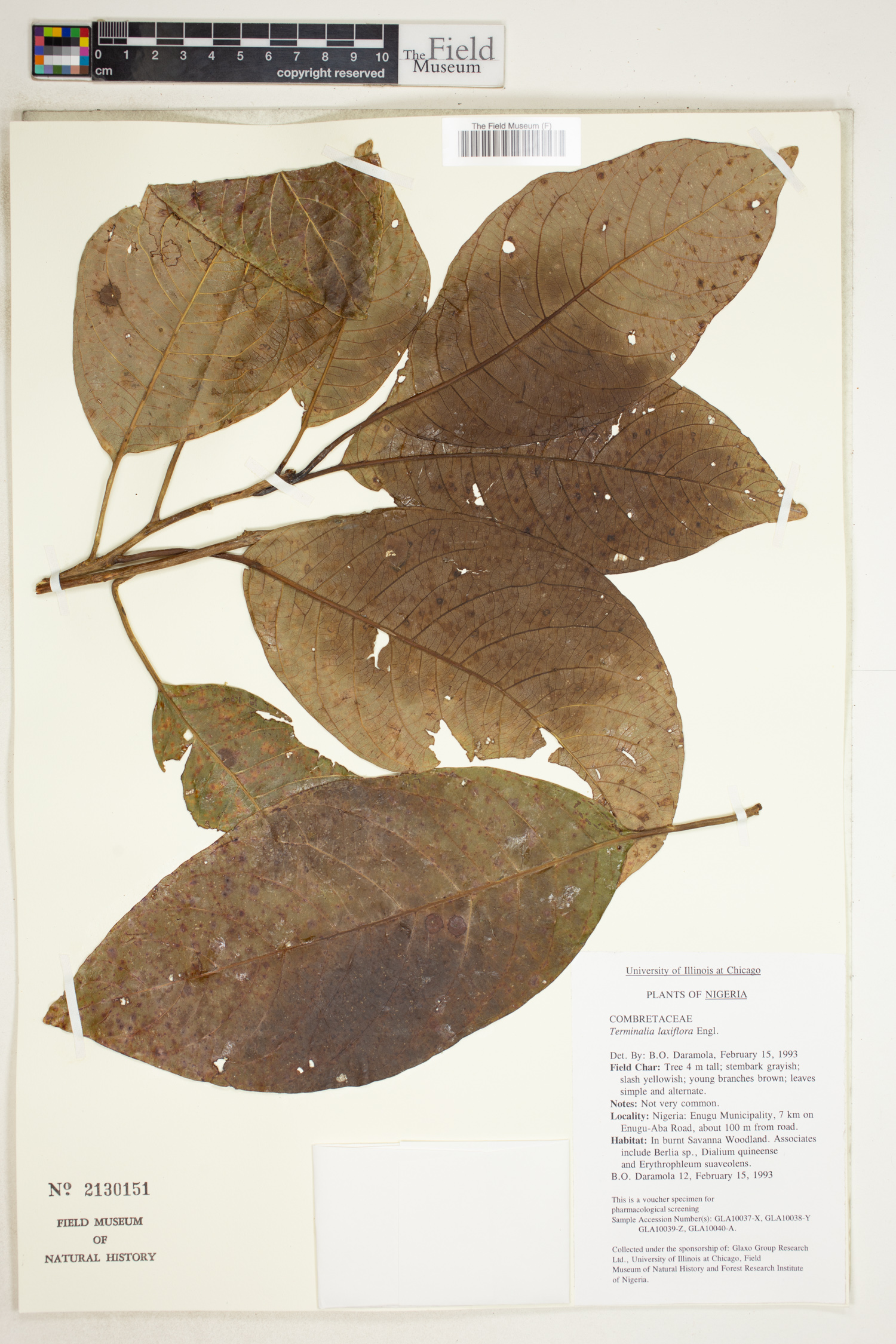 Terminalia laxiflora image