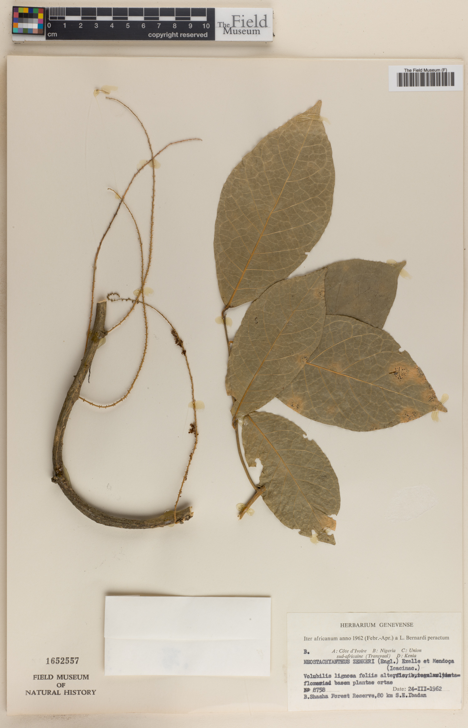 Stachyanthus zenkeri image