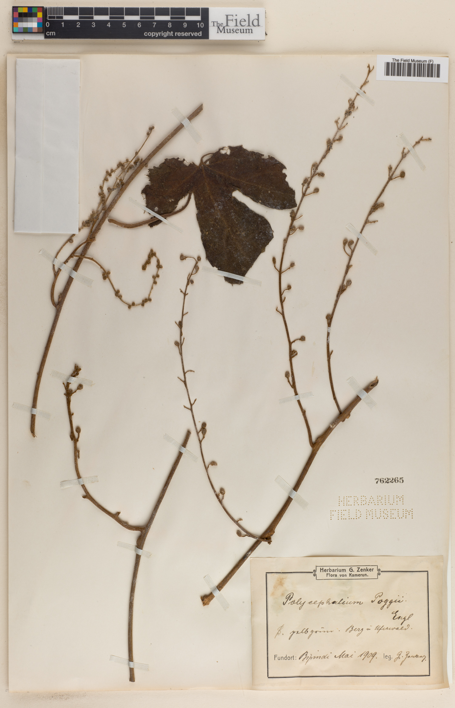 Pyrenacantha lobata image