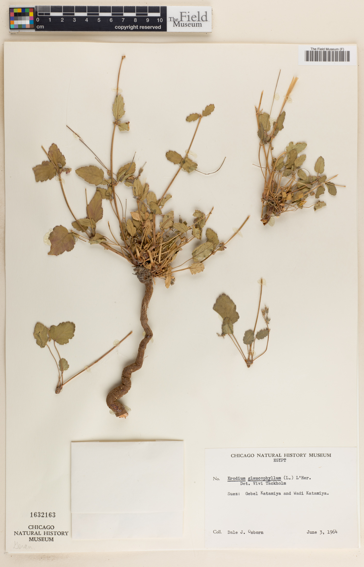 Erodium glaucophyllum image