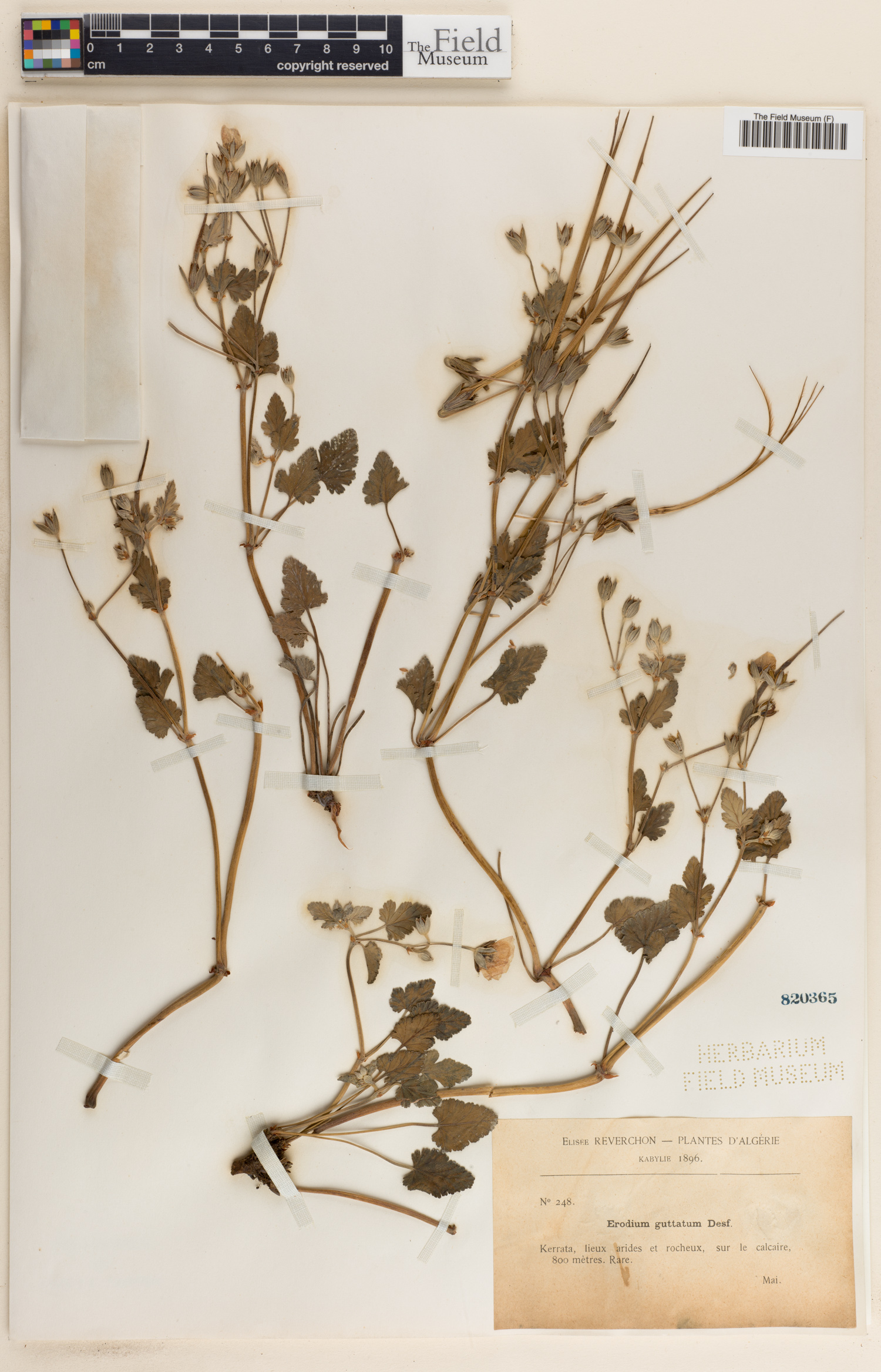 Erodium guttatum subsp. guttatum image